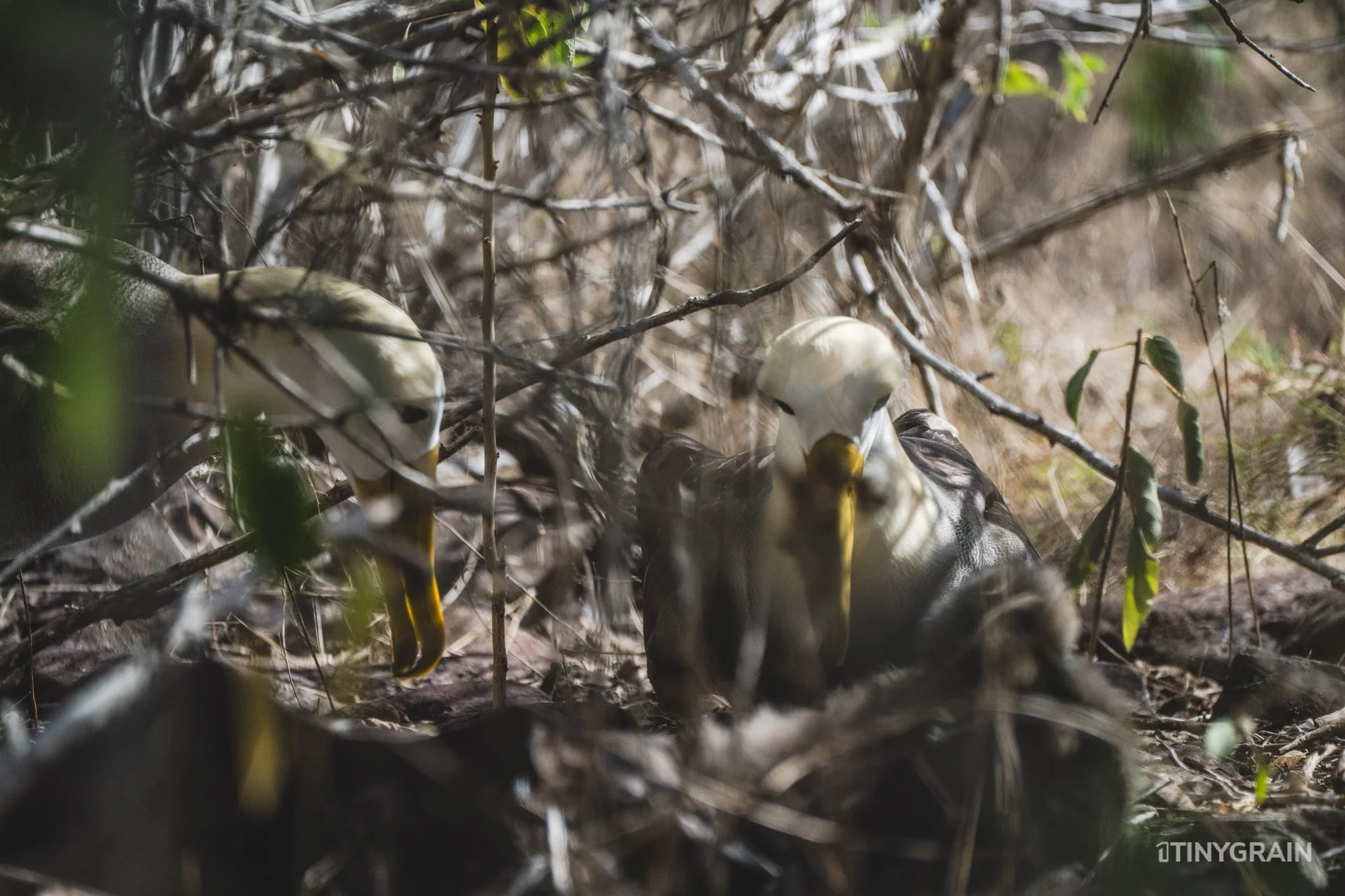 Albatross parents looking after their chick