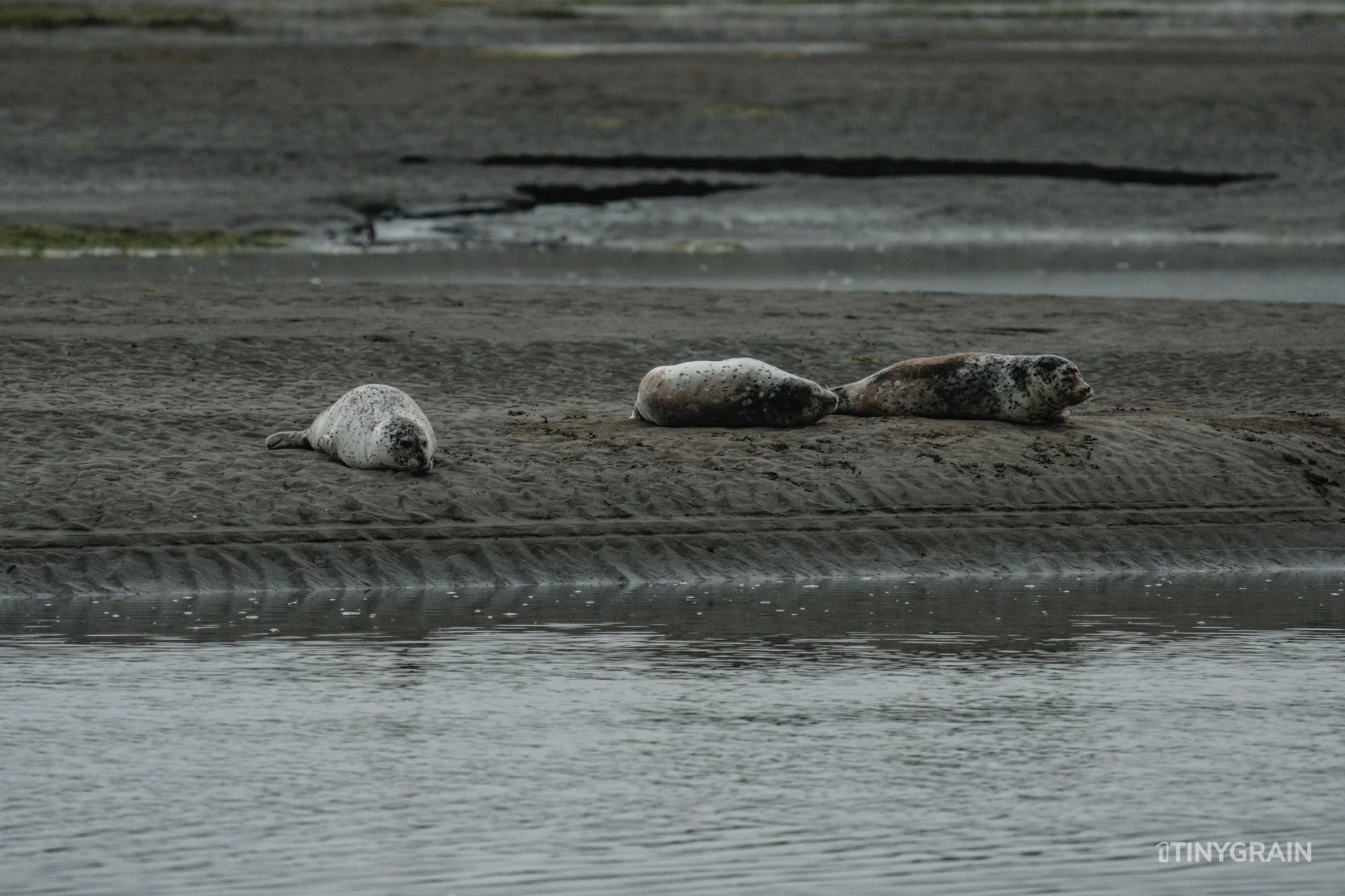 20230715-StinsonBeach-BolinasLagoon-LowTide-A7500158-wildlife-conservation-heron-egret-pelican.jpg