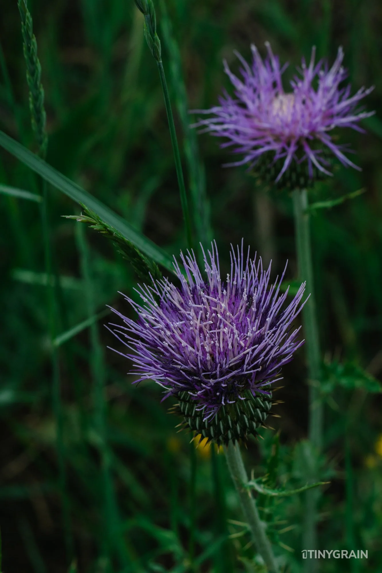 A7504197-Colorado-RedRocks-flowers.jpg