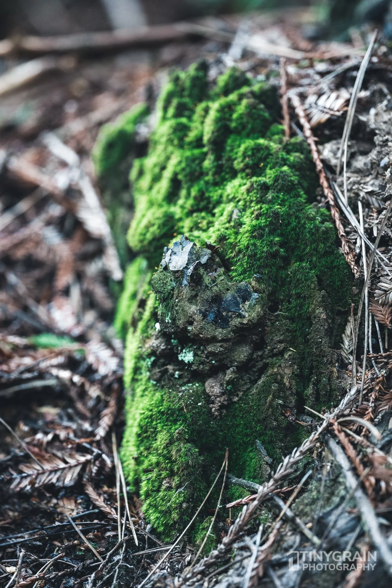 20230503-SalalTrailHike-A7402530-the-sea-ranch-marine-conservation-pacific-ocean-salal-trail-hike-moss.jpg