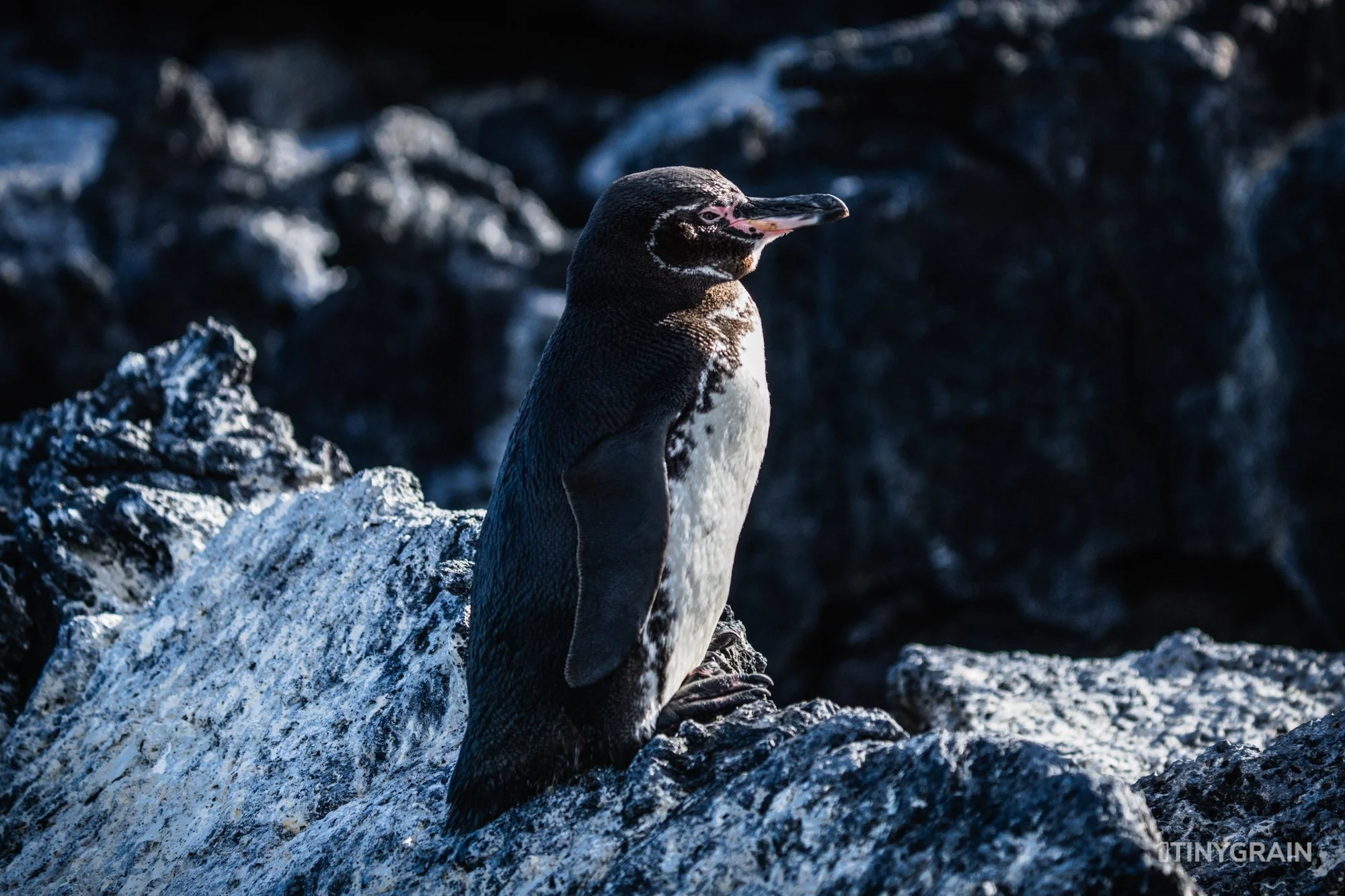 20230803-Galapagos-04-IslaIsabela-UrbinaBay_MorenoPoint-A7506161-galapagos-islands-ecuador-wildlife-marine-conservation-species-darwin.jpg