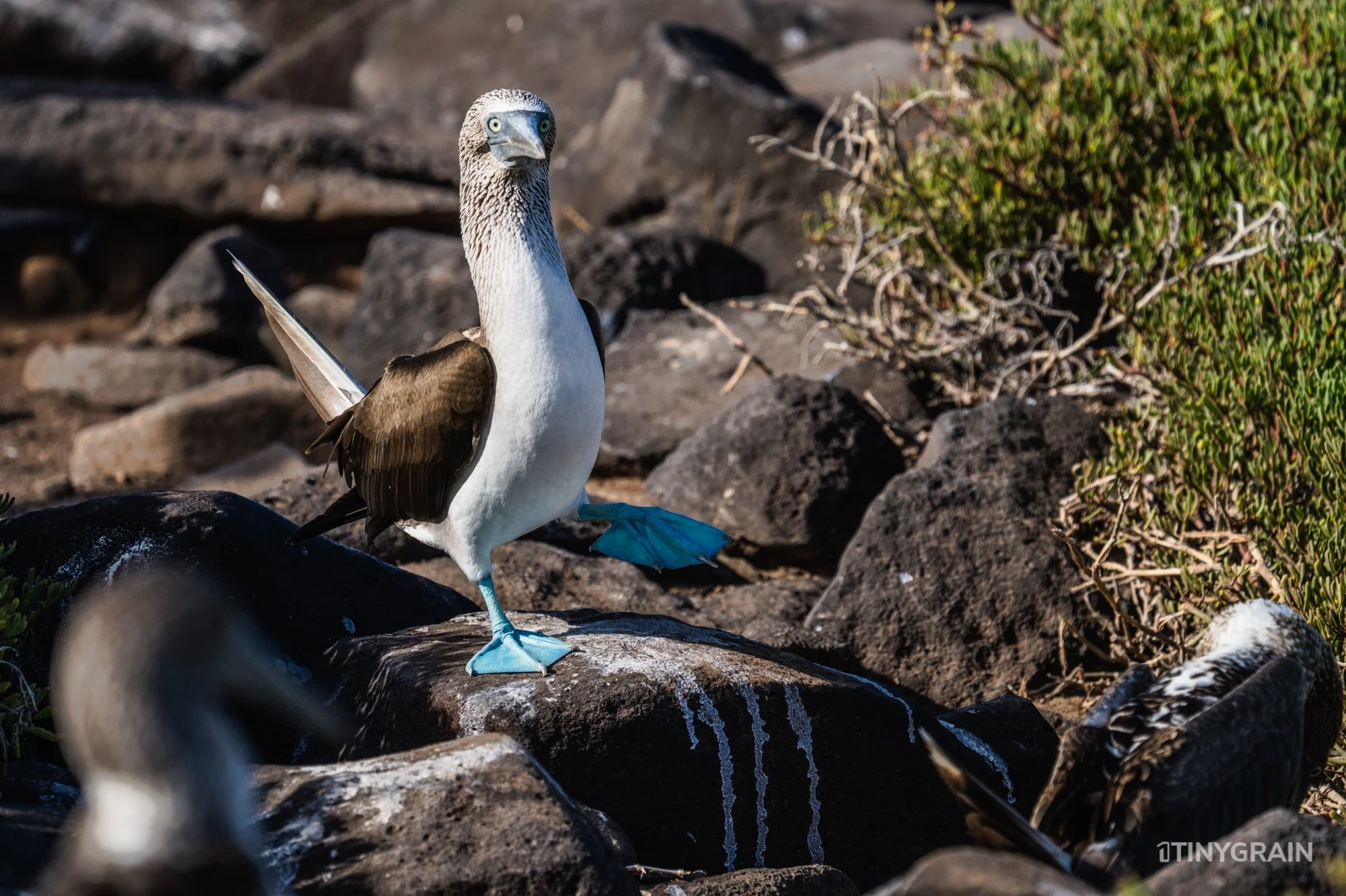 20230807-Galapagos-10-IslaEspanola-SuarezPoint-A7501859-galapagos-islands-ecuador-wildlife-marine-conservation-species-darwin.jpg