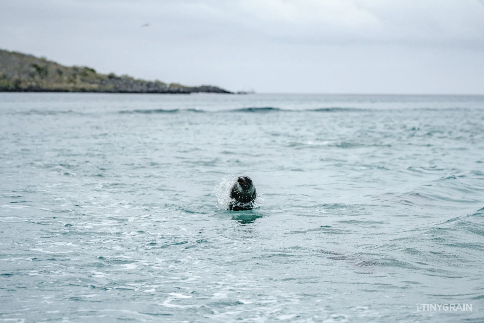 20230808-Galapagos-12-IslaSannCristobal-LobosIslet-A7503158-galapagos-islands-ecuador-wildlife-marine-conservation-species-darwin.jpg