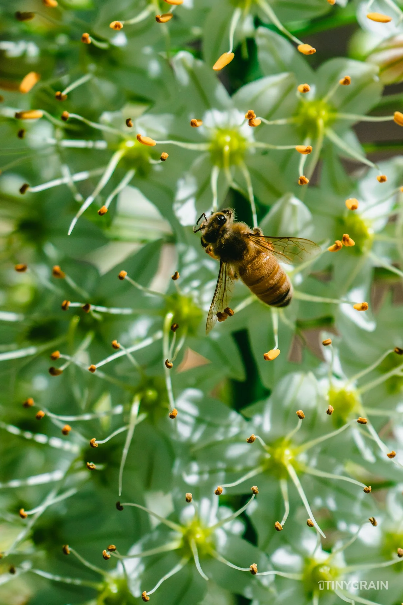 A7504063-Colorado-Denver-BotanicalGardens-Bee.jpg
