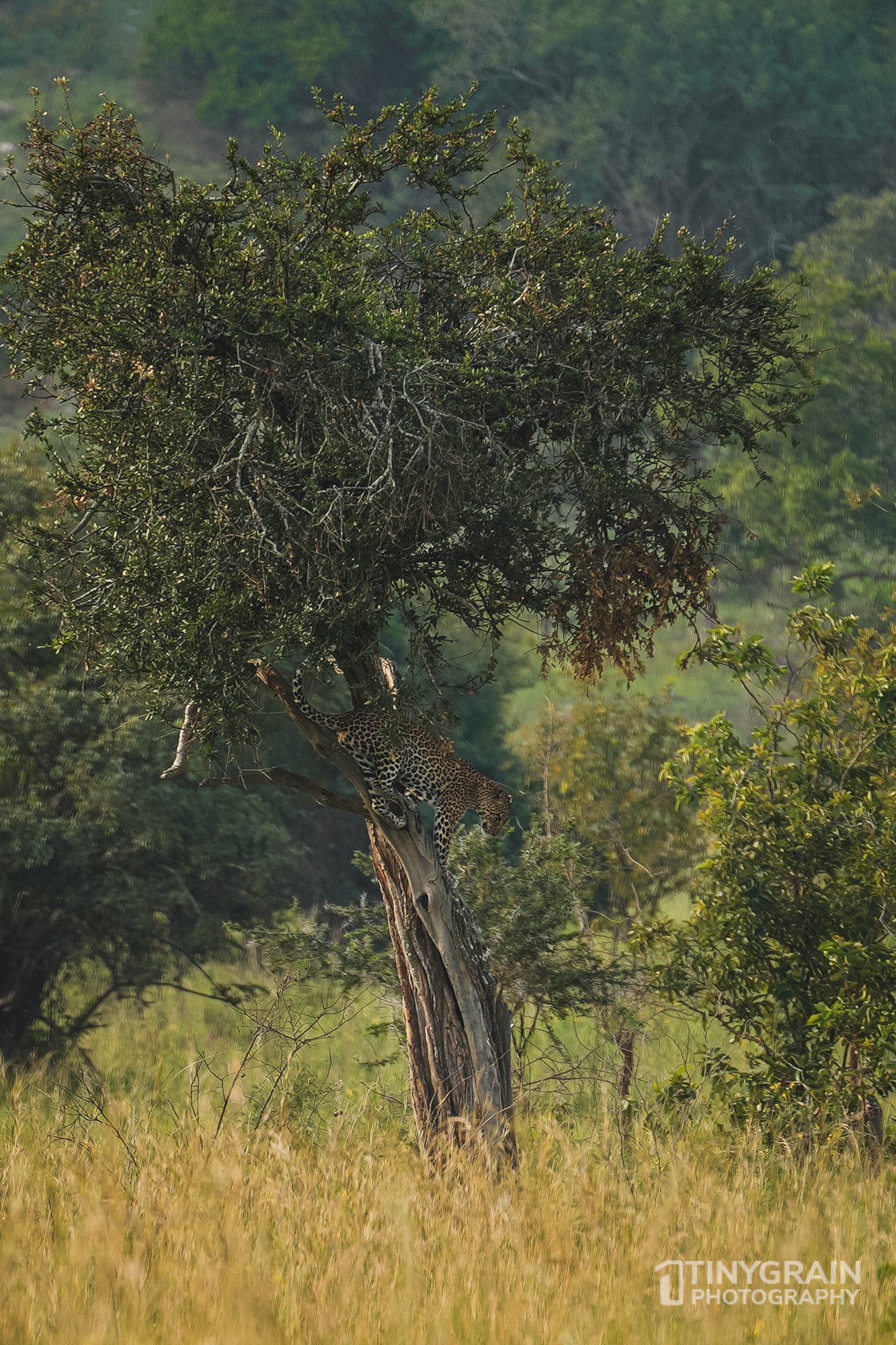 202201-Rwanda-A7400820-akageranationalpark-wildlife-conservation-leopard-in-a-tree-coming-down.jpg