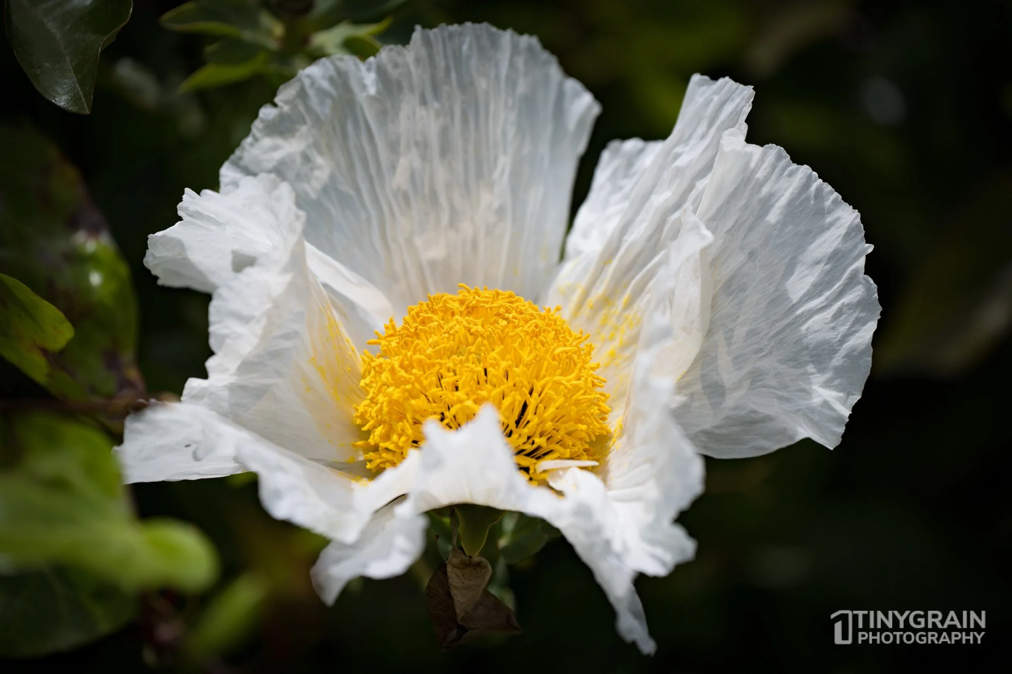 20230528-Sausalito-A7503219-bay-area-sausalito-flower-white.jpg
