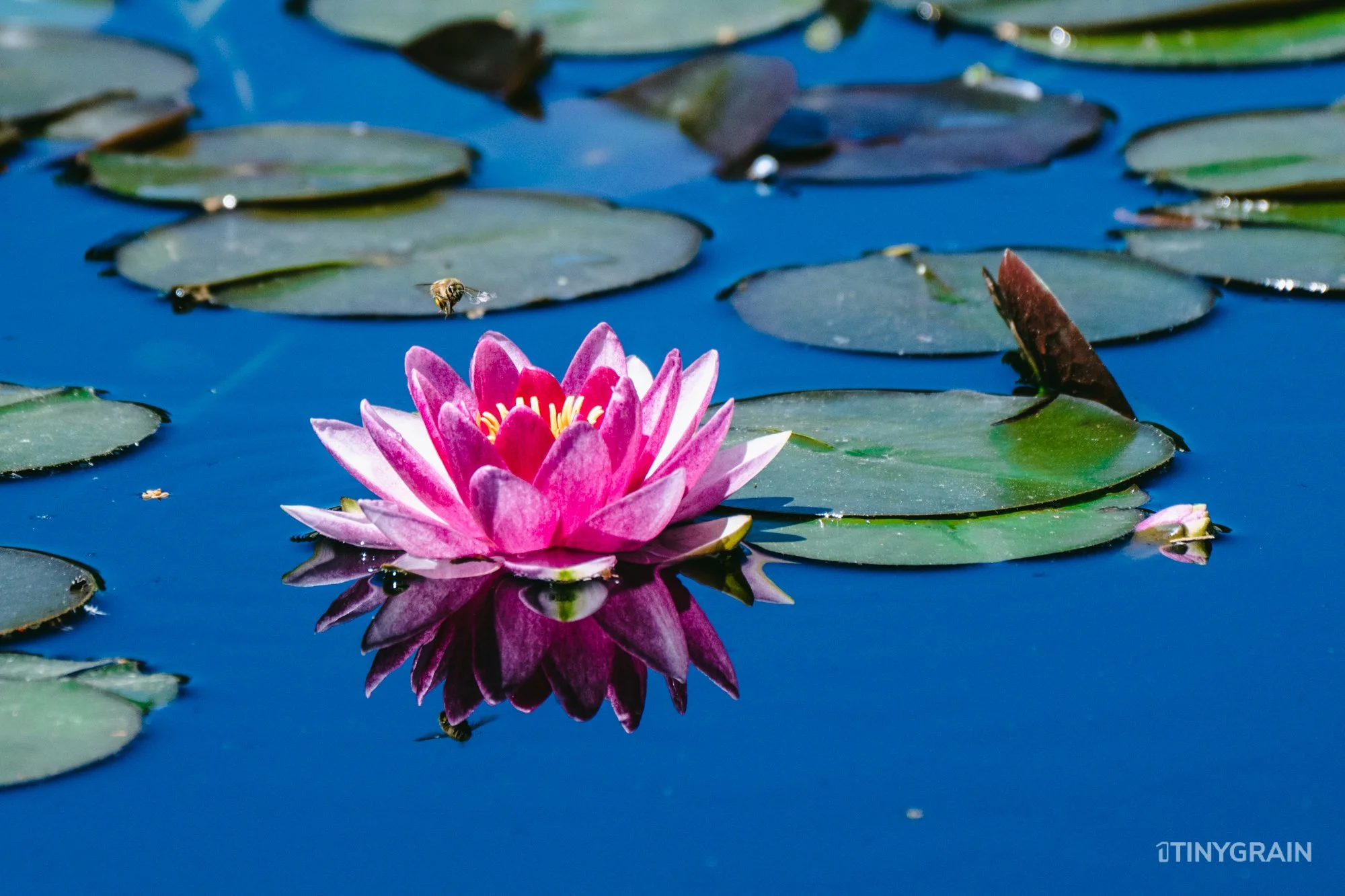 A7504005-Colorado-Denver-BotanicalGardens-WaterLily.jpg
