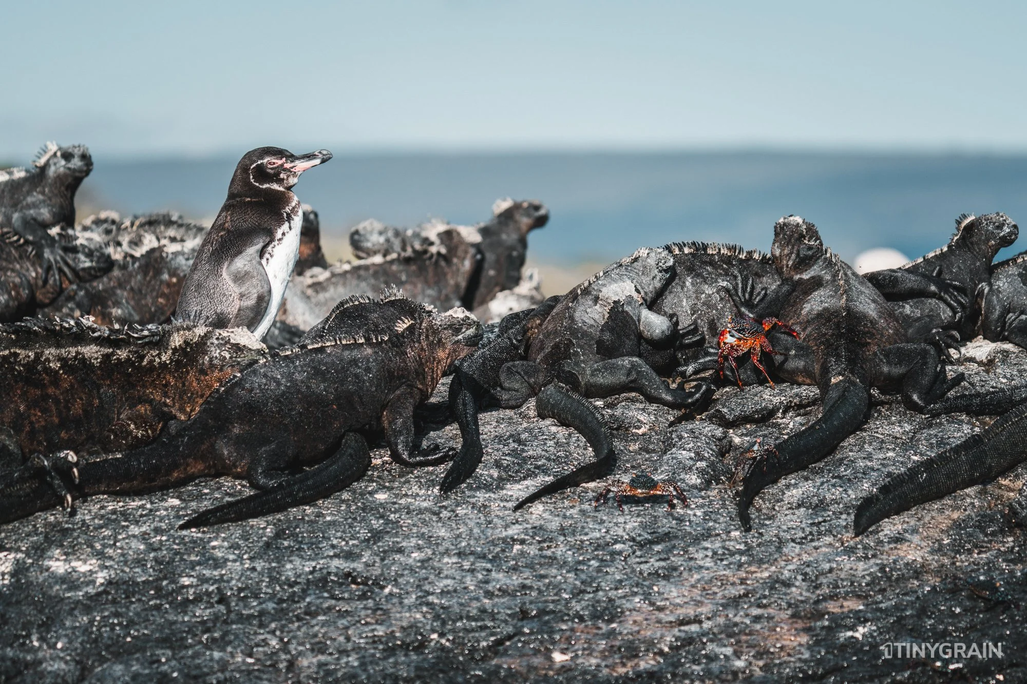 20230803-Galapagos-04-IslaIsabela-UrbinaBay_MorenoPoint-A7506233-galapagos-islands-ecuador-wildlife-marine-conservation-species-darwin.jpg