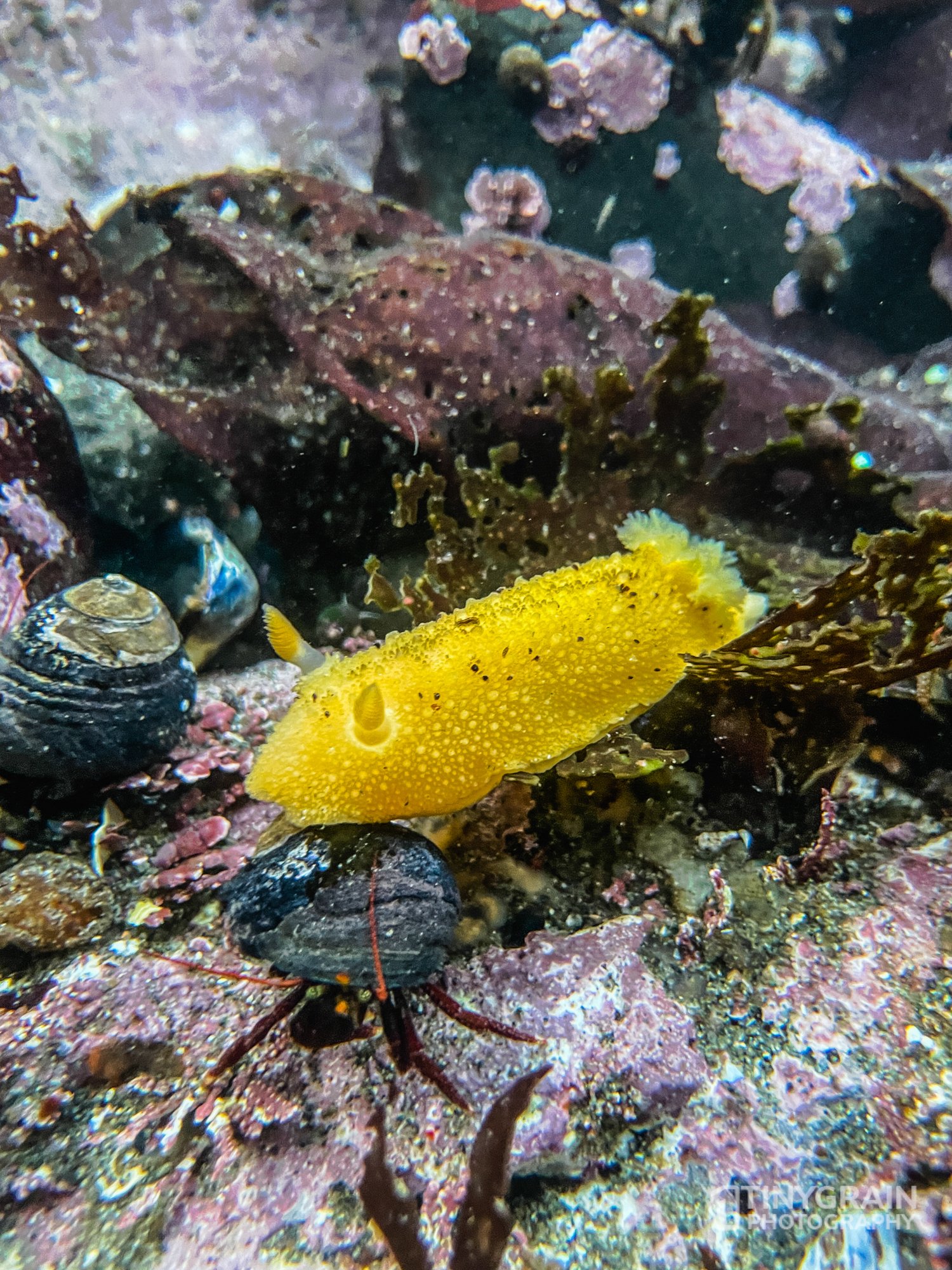 202212-TSR-GreenCove-IMG_4285-the-sea-ranch-marine-conservation-pacific-ocean-tidepools-yellow-nudibranch.jpg