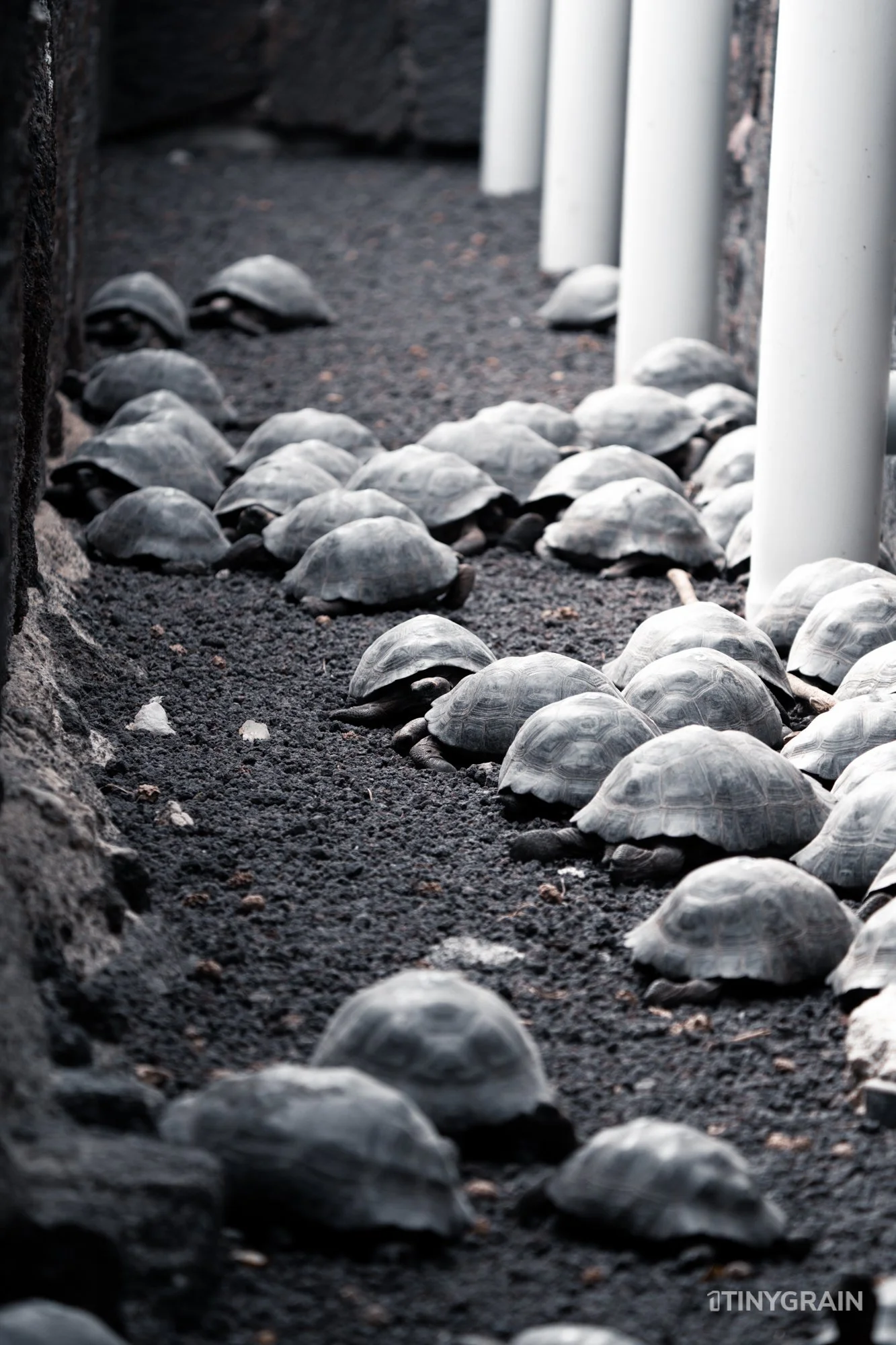 20230804-Galapagos-05-IslaIsabela-SierraNegro-A7506880-galapagos-islands-ecuador-wildlife-marine-conservation-species-darwin.jpg