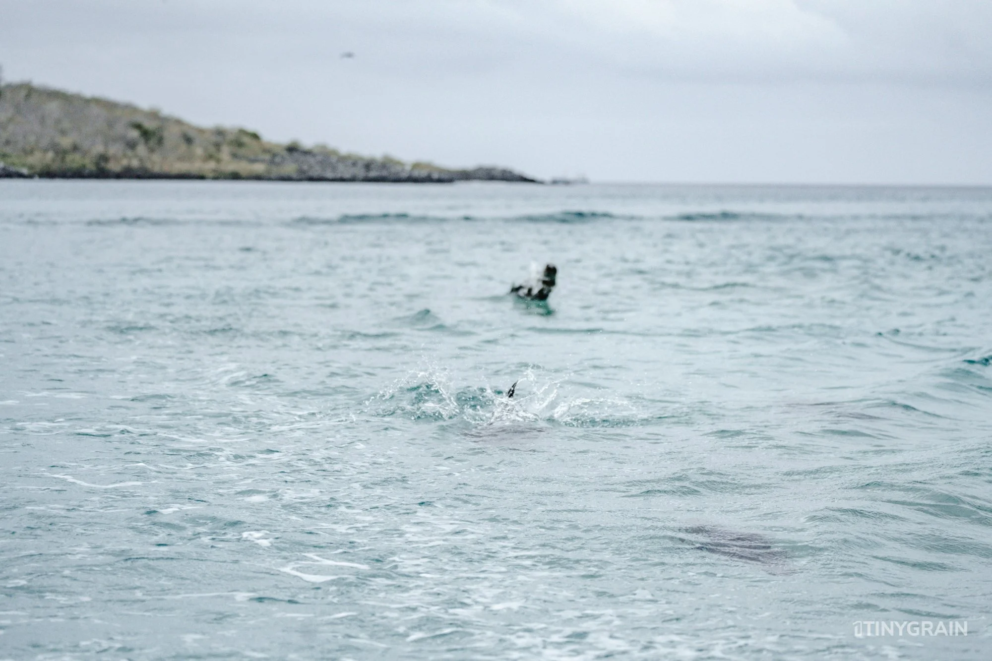 20230808-Galapagos-12-IslaSannCristobal-LobosIslet-A7503161-galapagos-islands-ecuador-wildlife-marine-conservation-species-darwin.jpg