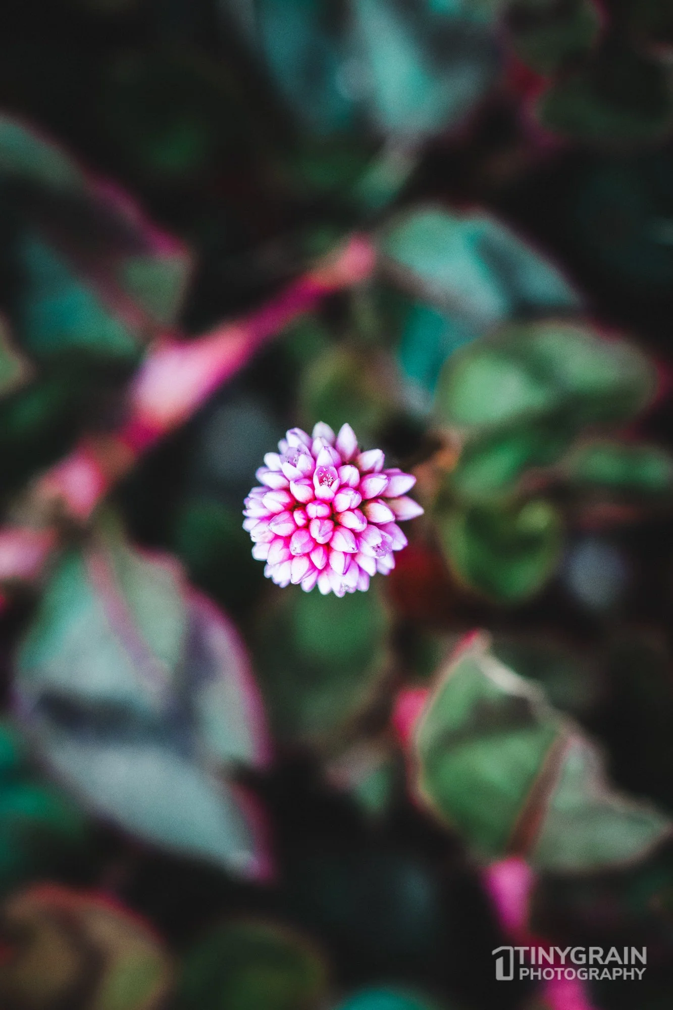 20230528-Sausalito-A7503438-bay-area-sausalito-flower.jpg