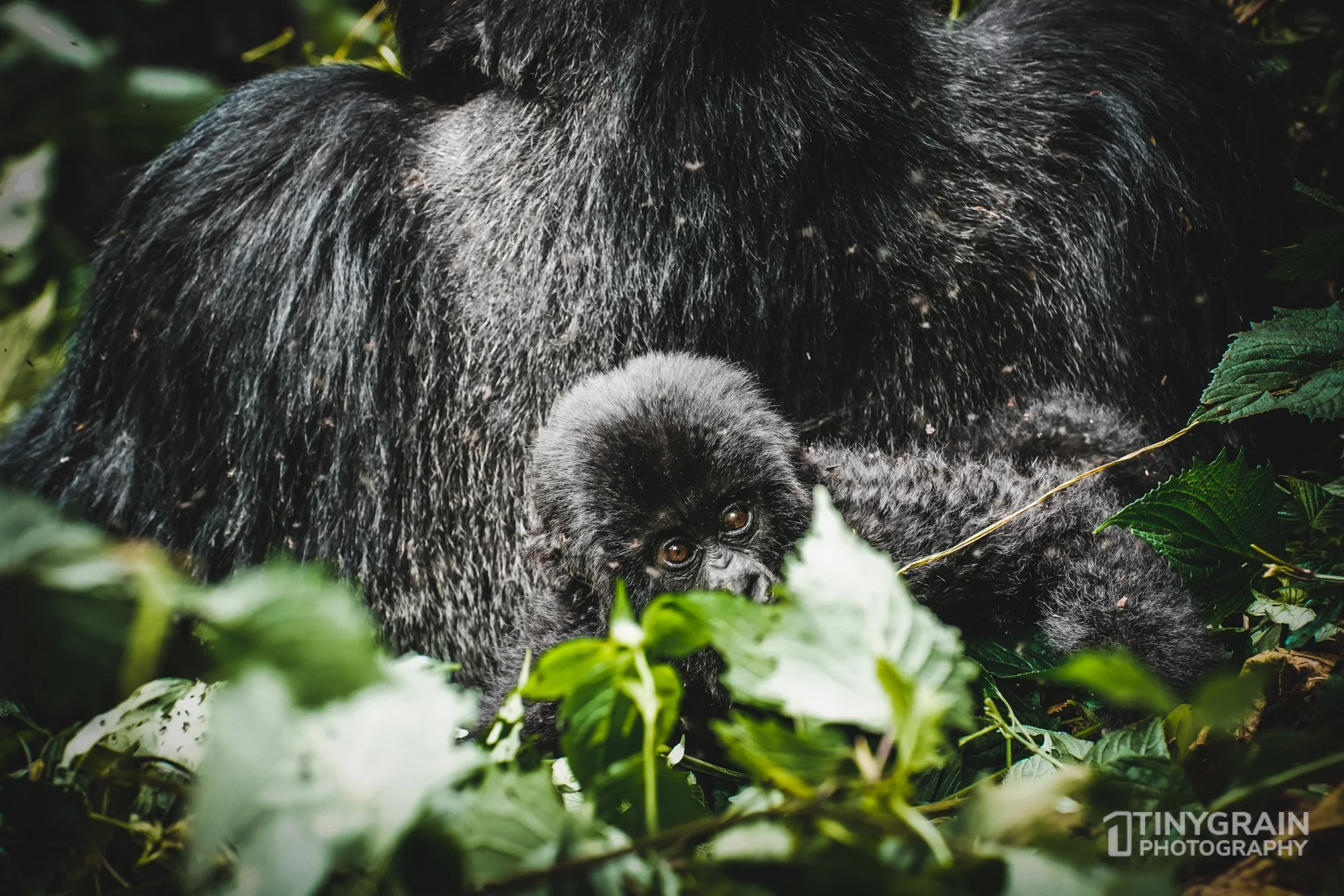 Curious young male mountain gorilla exploring with male silverback nearby