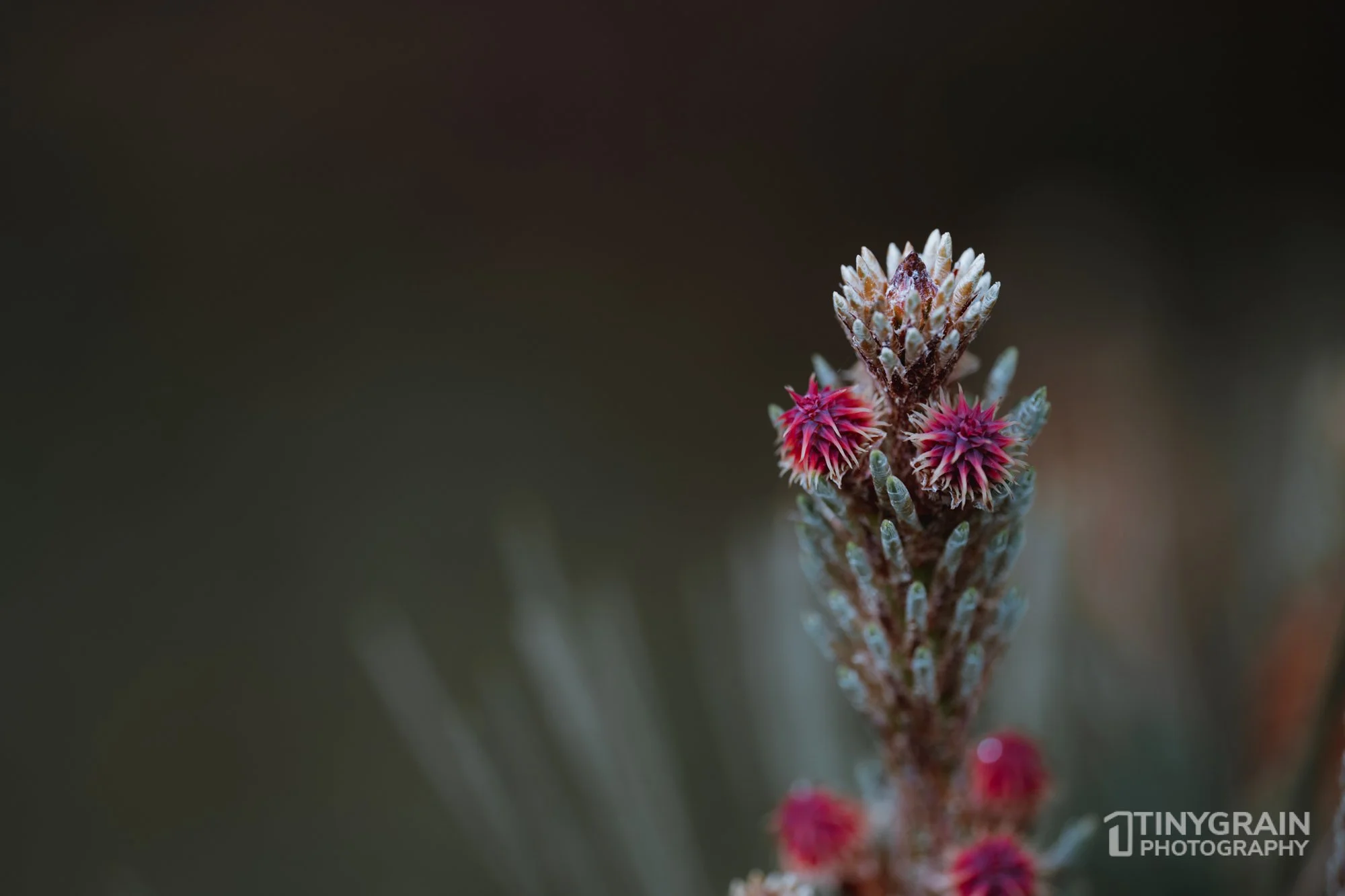 20230503-SalalTrailHike-A7402539-the-sea-ranch-marine-conservation-pacific-ocean-salal-trail-hike-flower.jpg
