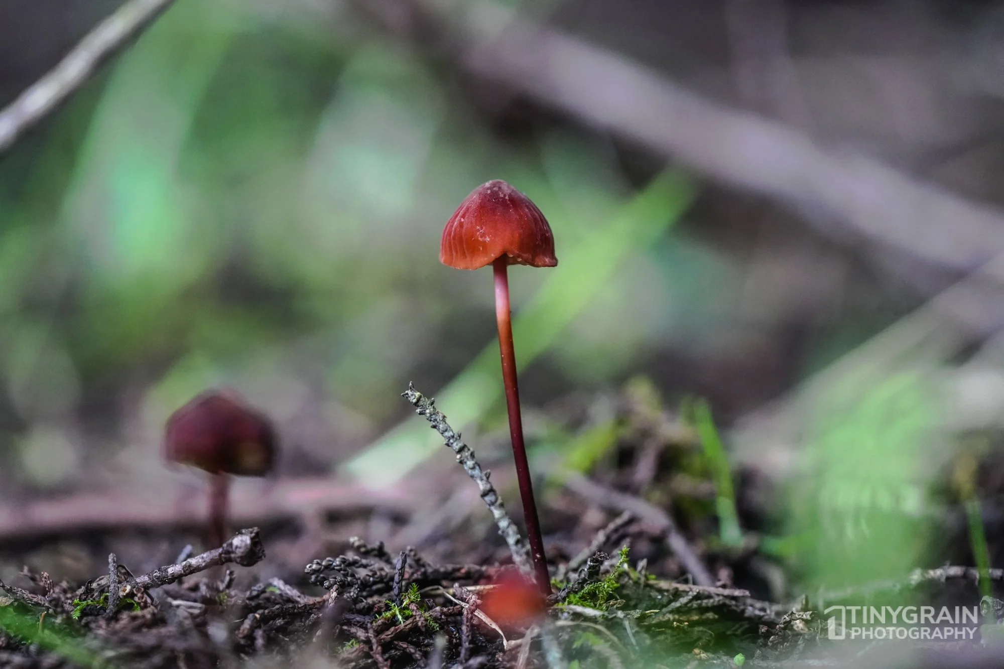 20230103-TSR-MENDO-A7407006-mendocino-marine-conservation-pacific-ocean-fungi.jpg