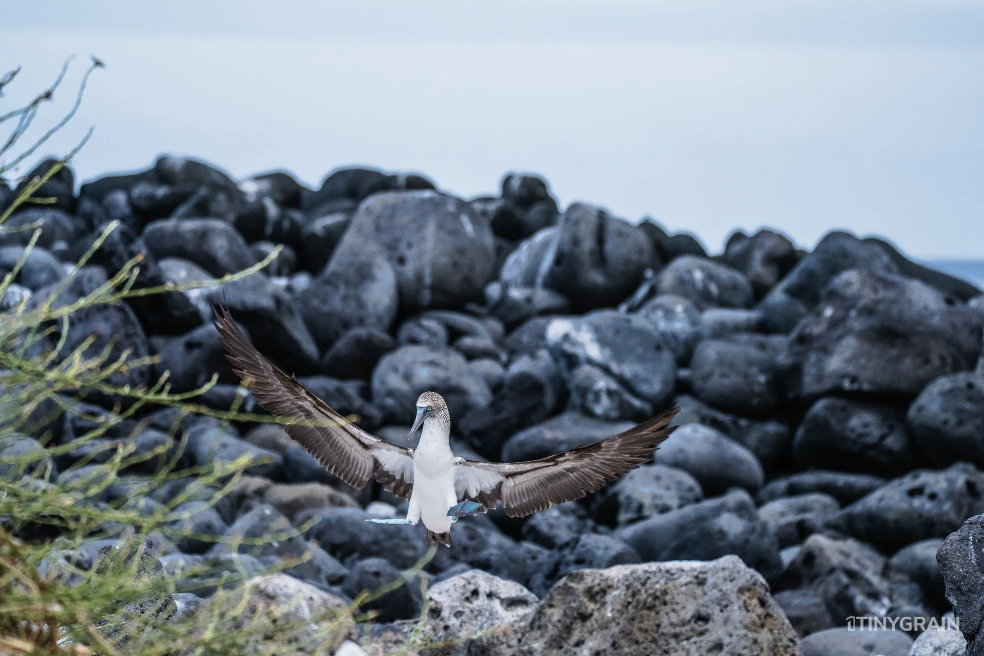 20230808-Galapagos-12-IslaSannCristobal-LobosIslet-A7503276-galapagos-islands-ecuador-wildlife-marine-conservation-species-darwin.jpg