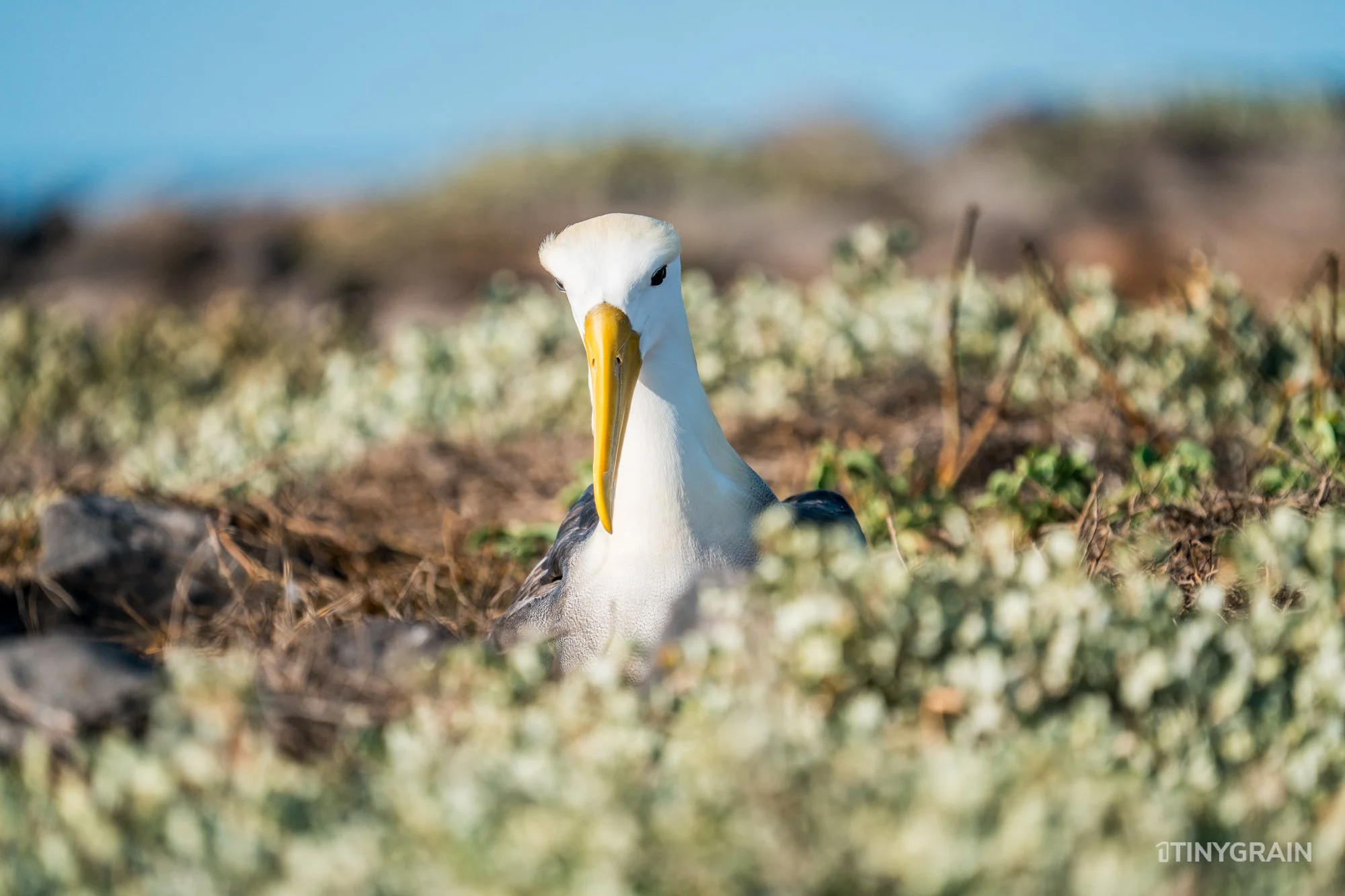 20230807-Galapagos-10-IslaEspanola-SuarezPoint-A7501289-galapagos-islands-ecuador-wildlife-marine-conservation-species-darwin.jpg