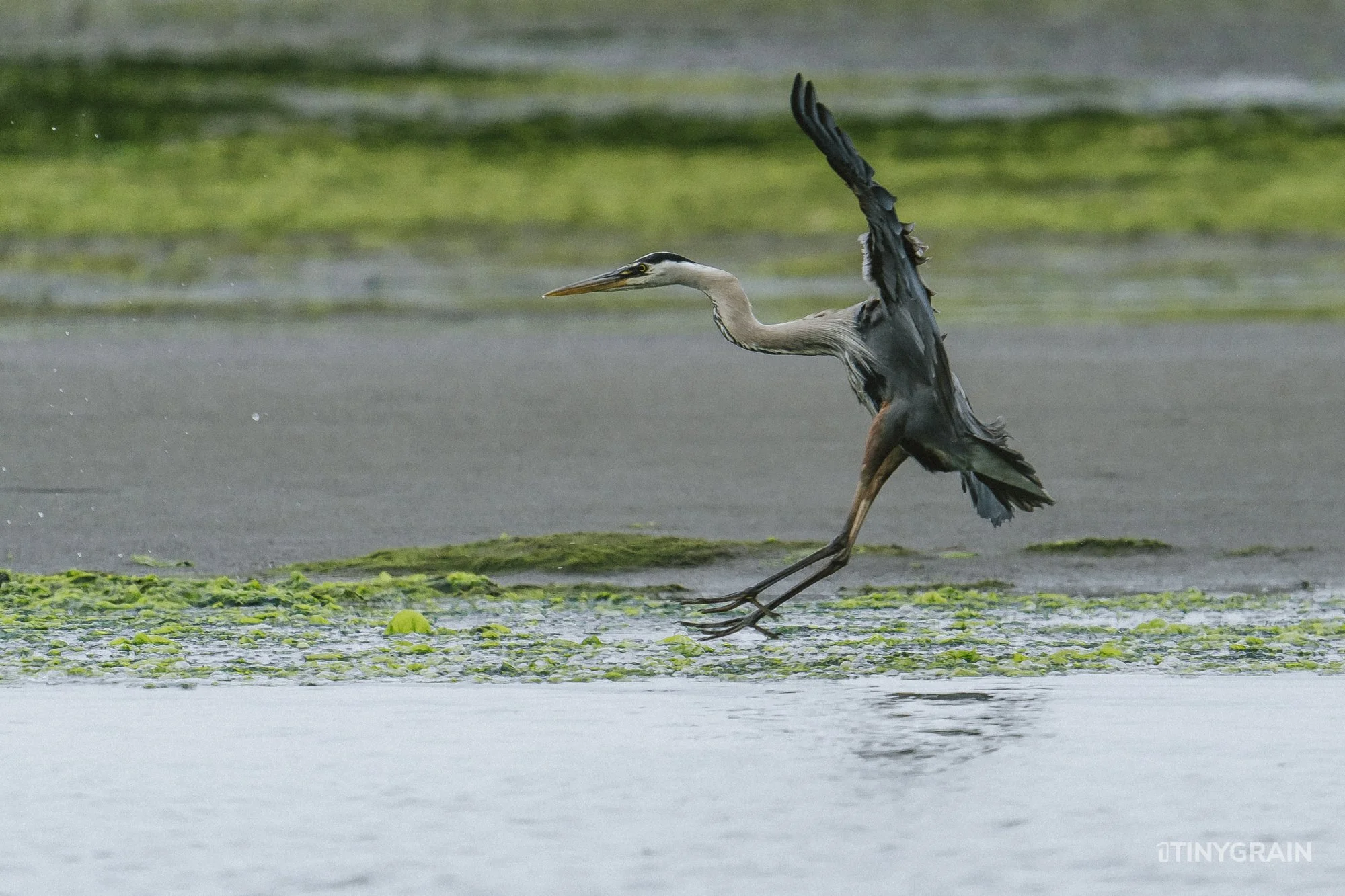 20230715-StinsonBeach-BolinasLagoon-LowTide-A7500480-wildlife-conservation-heron-egret-pelican.jpg