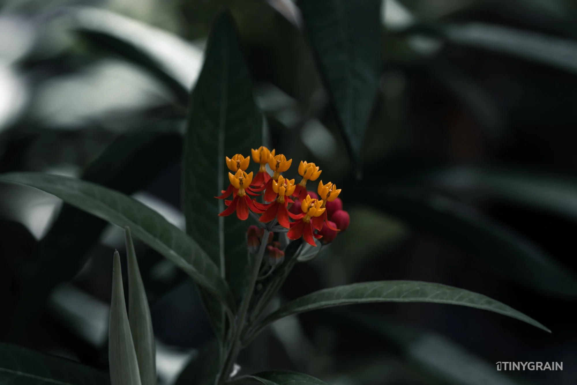 A7503992-Colorado-Denver-BotanicalGardens.jpg