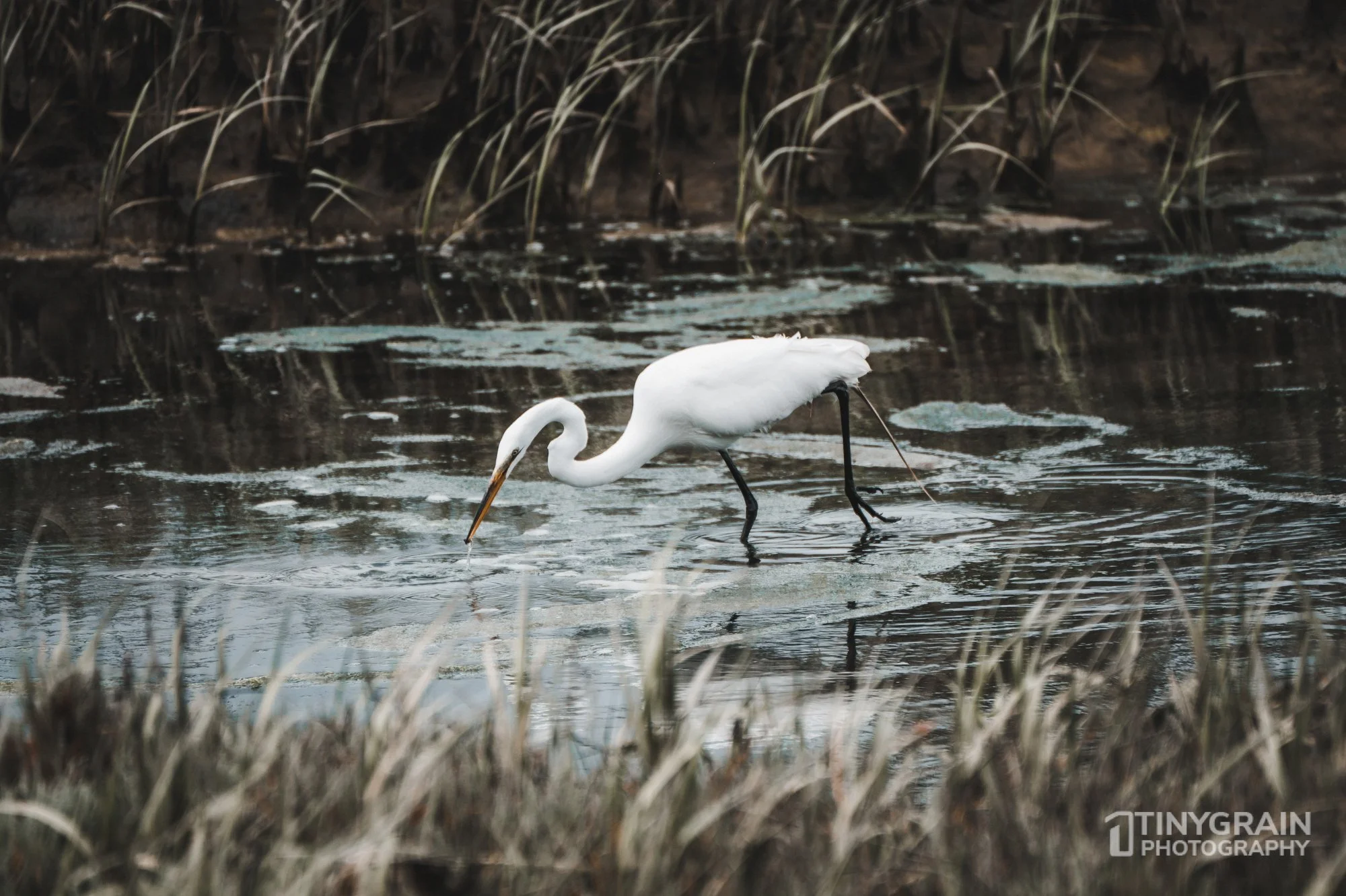 20230528-Sausalito-A7503421-bay-area-sausalito-egret.jpg