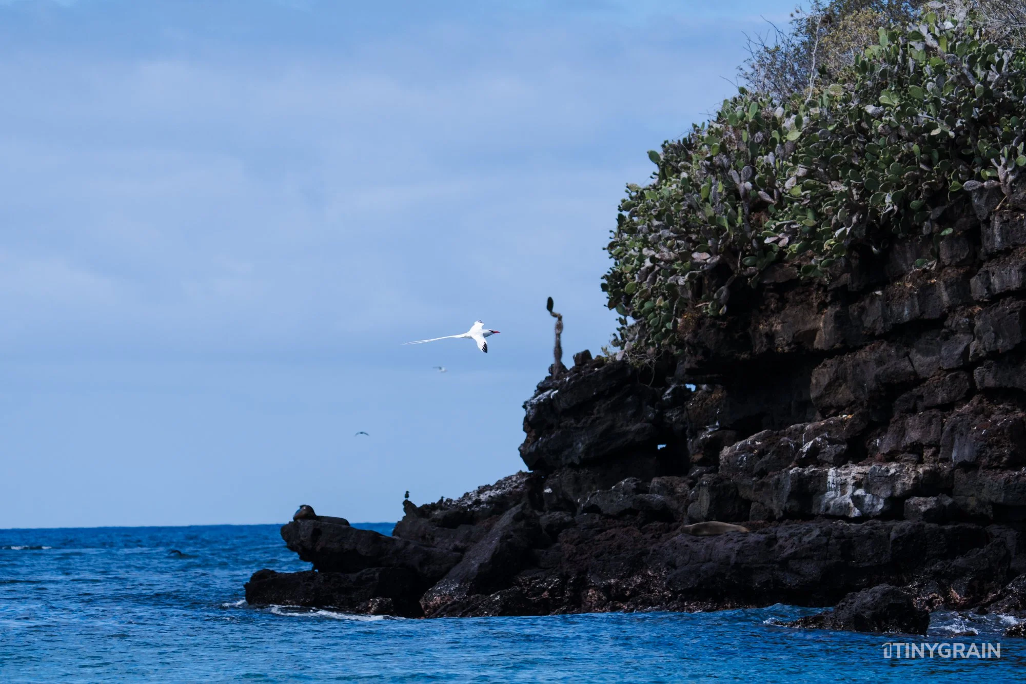 20230806-Galapagos-09-IslaFloreana-ComorantPoint-A7509540-galapagos-islands-ecuador-wildlife-marine-conservation-species-darwin.jpg