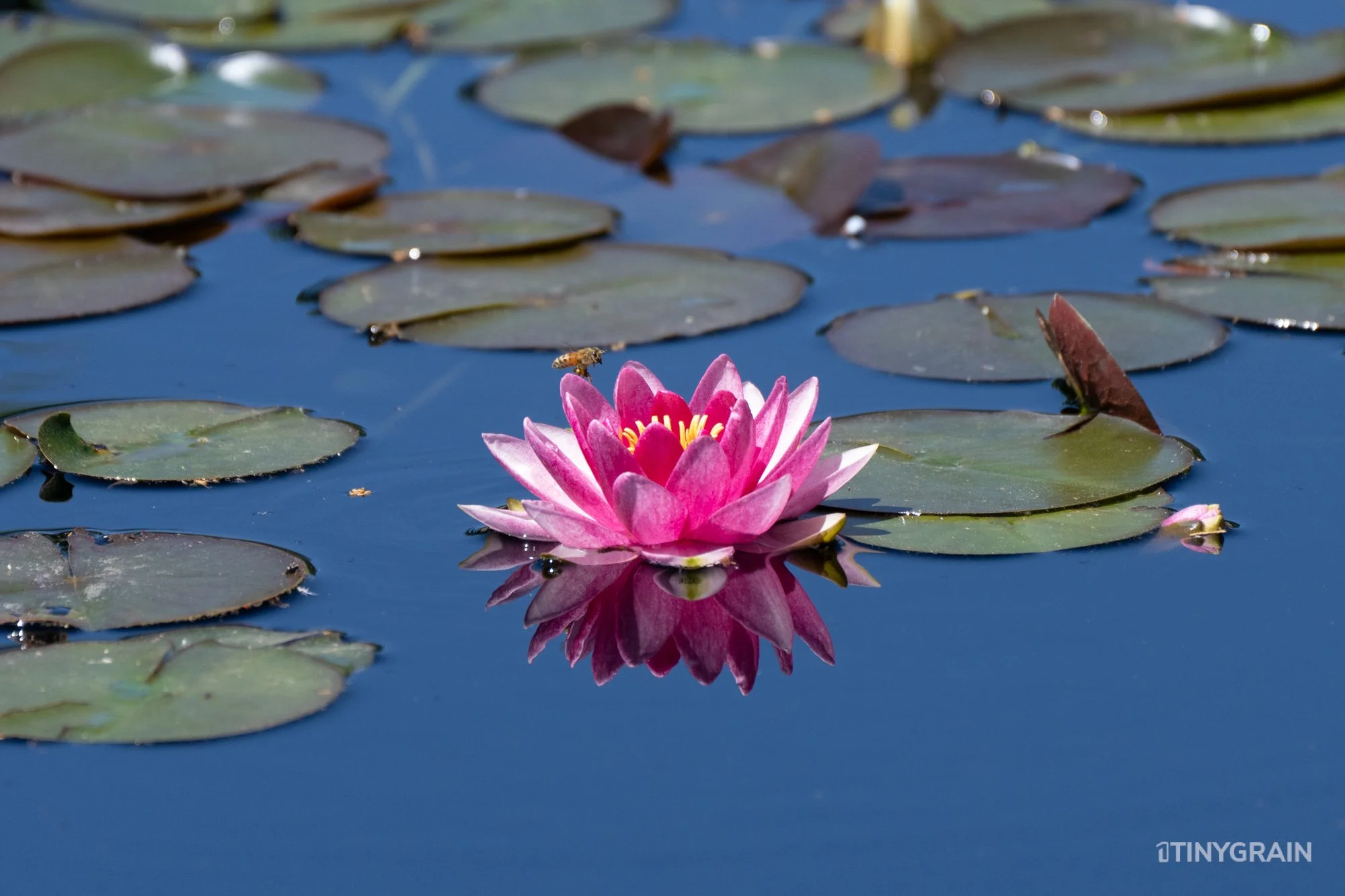 A7504004-Colorado-Denver-BotanicalGardens-WaterLily.jpg
