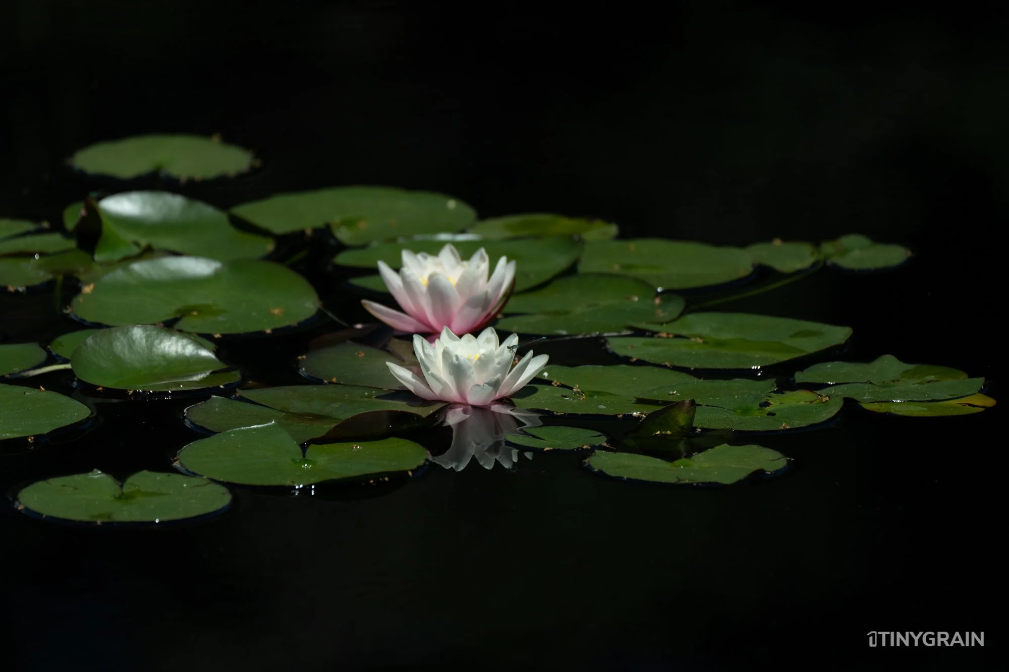 A7503999-Colorado-Denver-BotanicalGardens-WaterLily.jpg