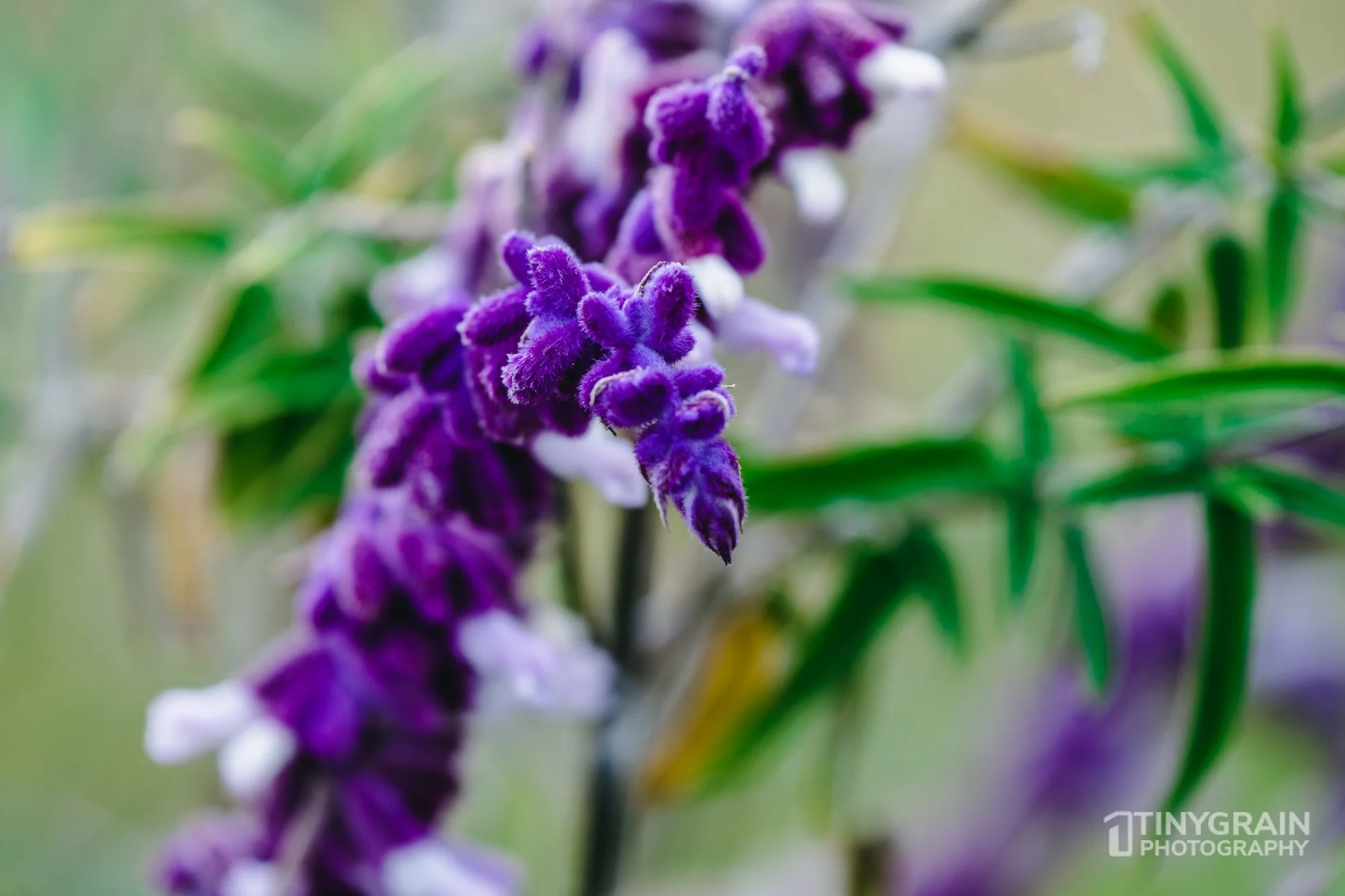 20230528-Sausalito-A7503389-bay-area-sausalito-flower.jpg