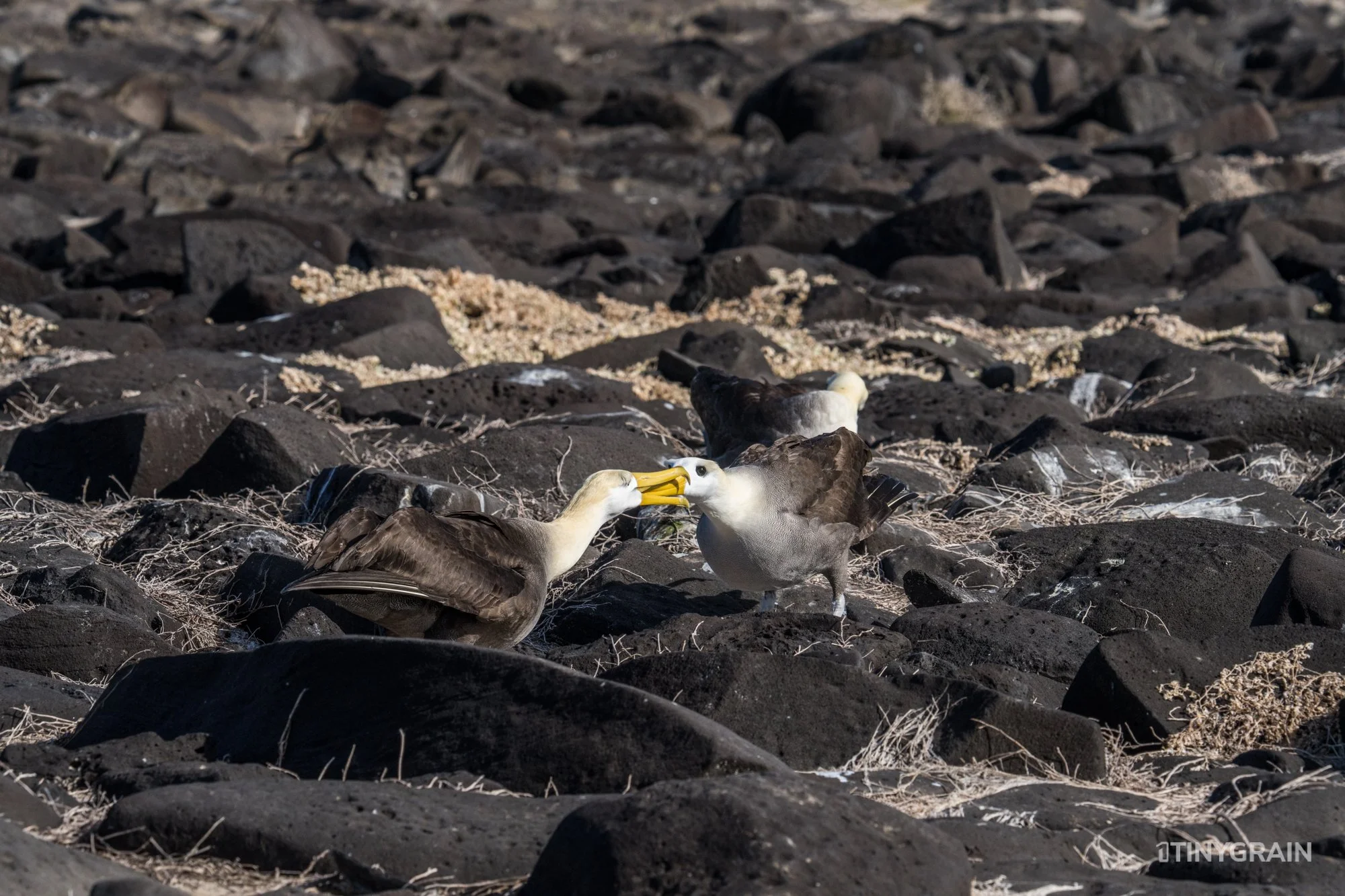 20230807-Galapagos-10-IslaEspanola-SuarezPoint-A7502144-galapagos-islands-ecuador-wildlife-marine-conservation-species-darwin.jpg