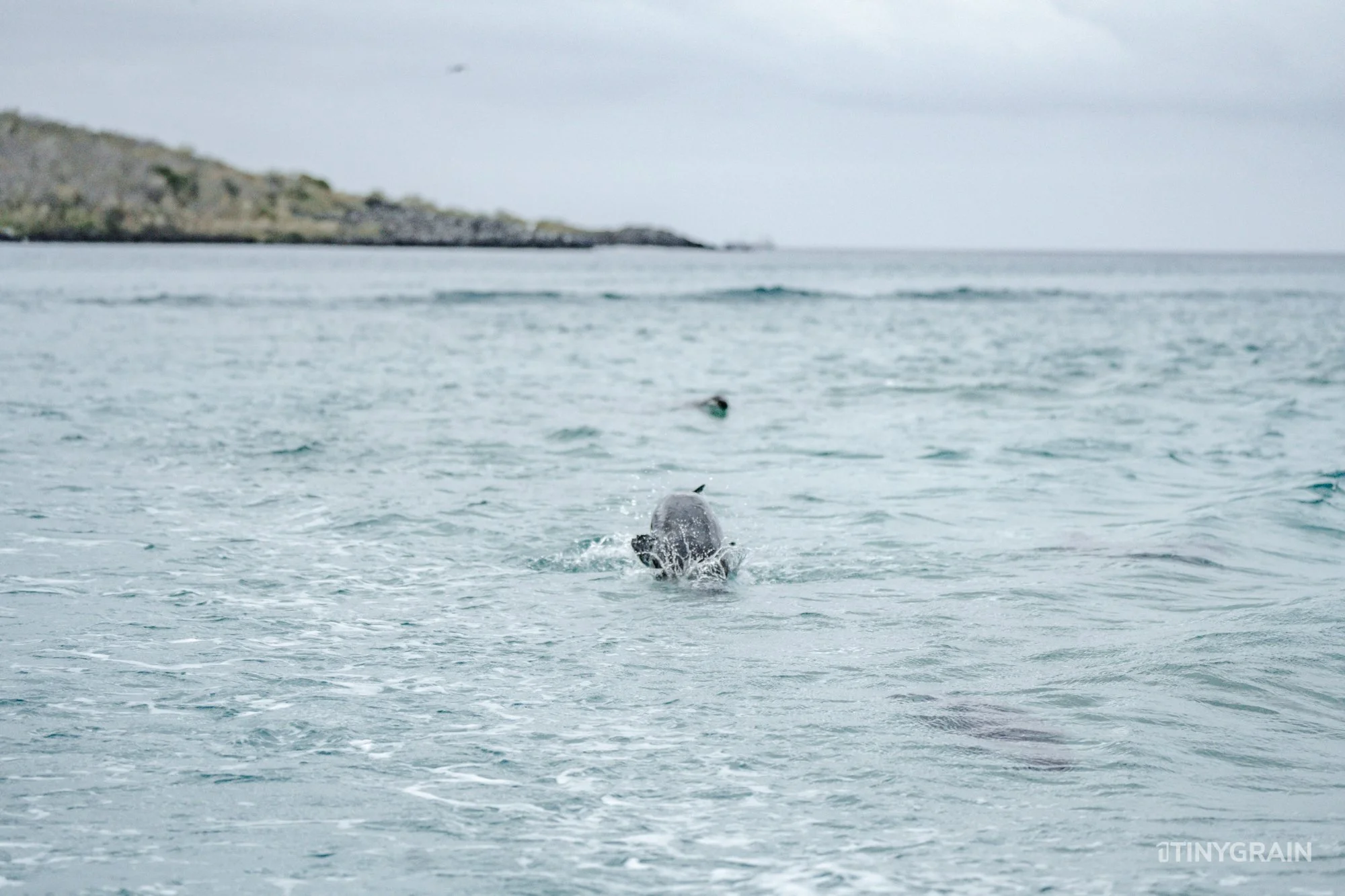 20230808-Galapagos-12-IslaSannCristobal-LobosIslet-A7503160-galapagos-islands-ecuador-wildlife-marine-conservation-species-darwin.jpg