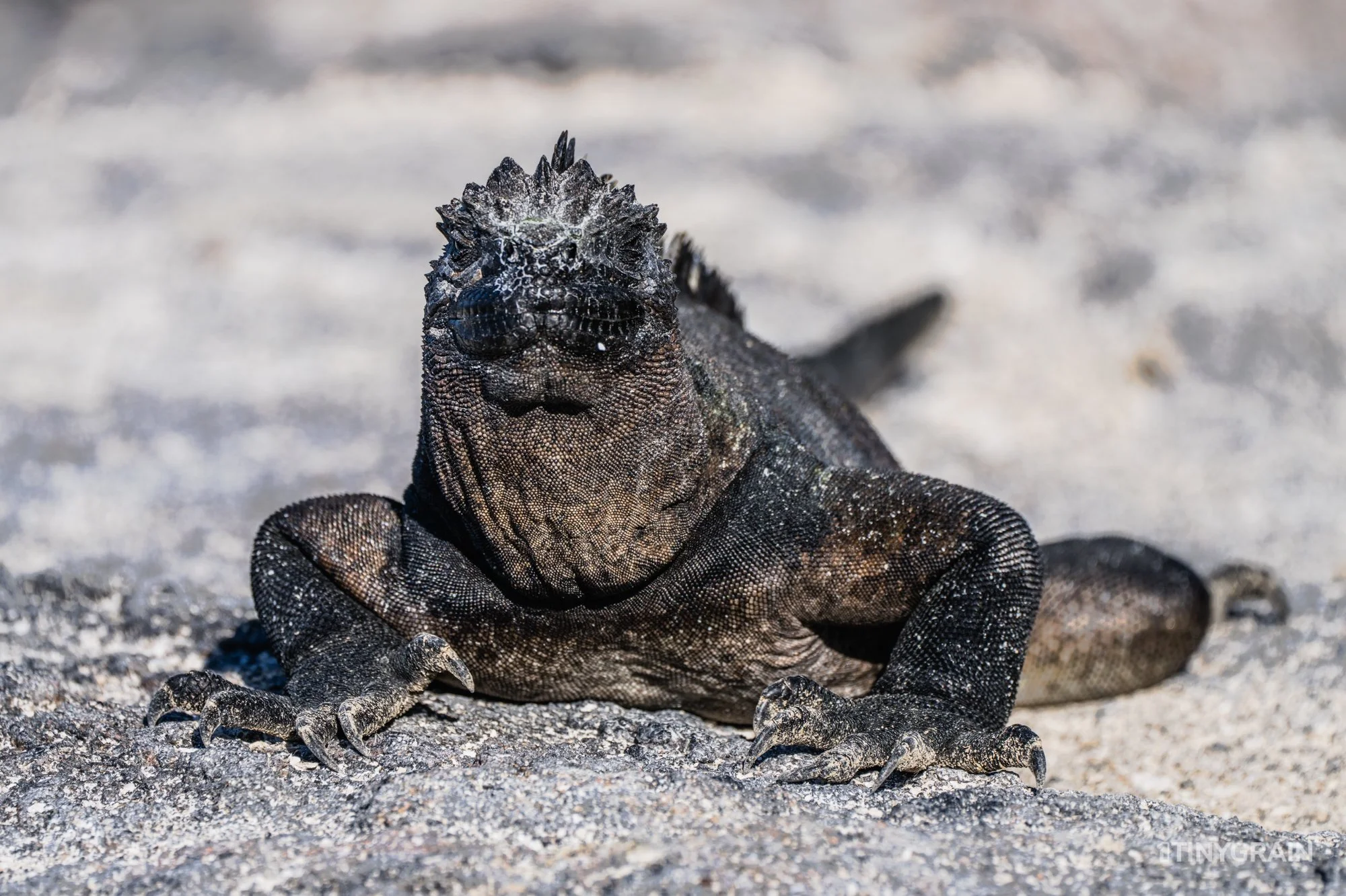 20230802-Galapagos-03-IslaFernandina-EspinozaPoint-A7504080-galapagos-islands-ecuador-wildlife-marine-conservation-species-darwin.jpg