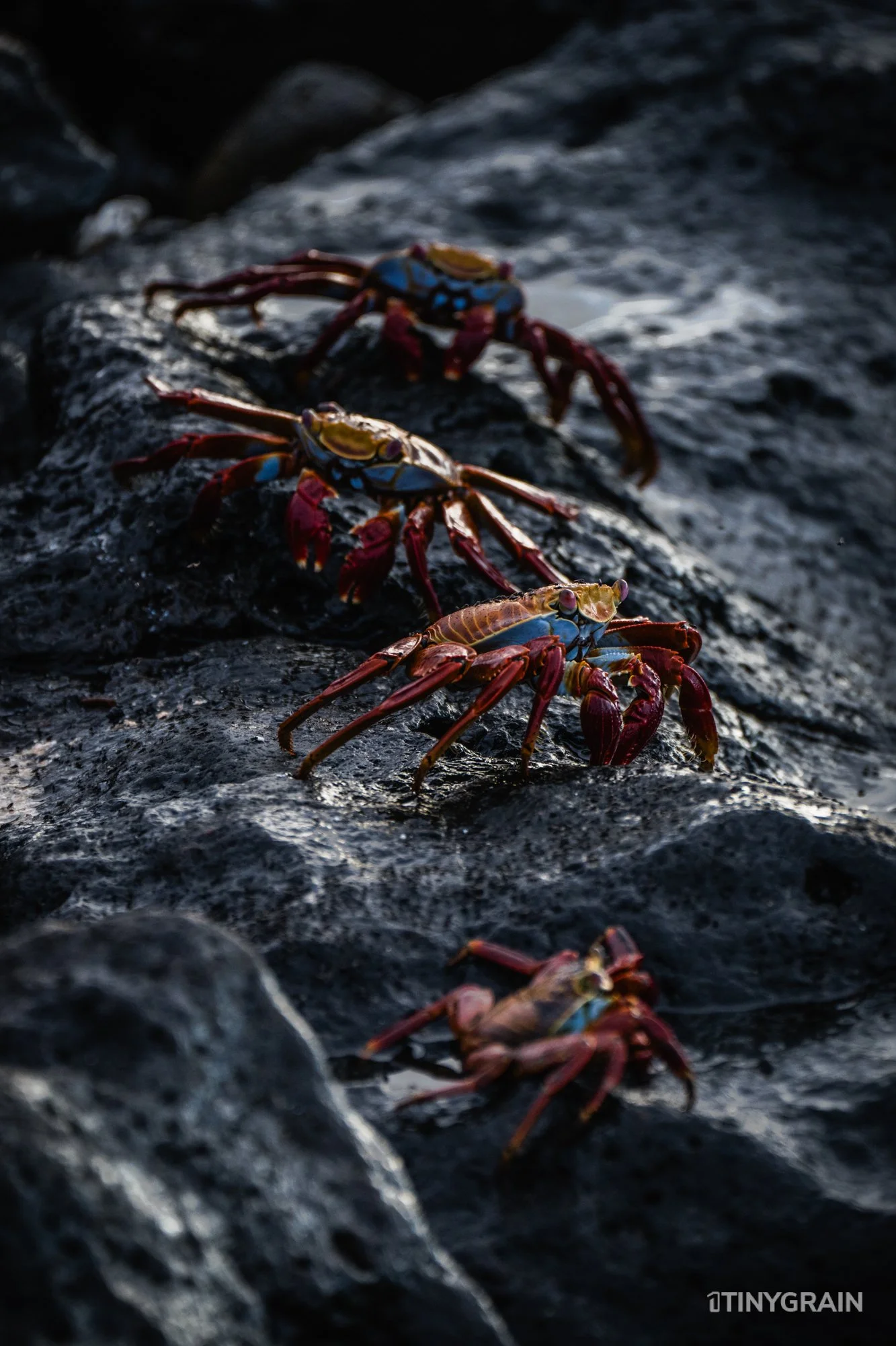 20230805-Galapagos-07-IslaSantaCruz-MosqueraIslet-A7508363-galapagos-islands-ecuador-wildlife-marine-conservation-species-darwin.jpg