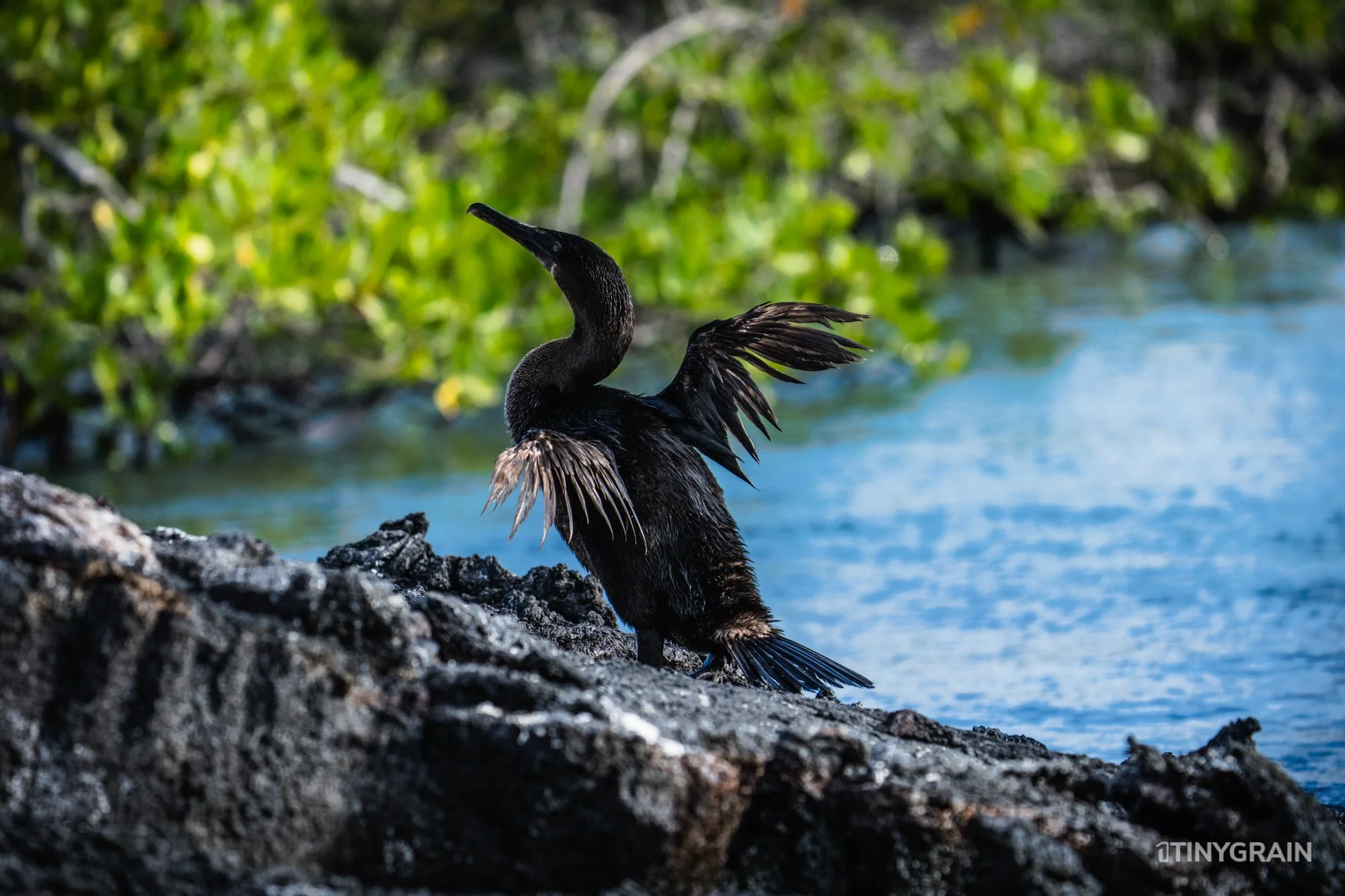 20230803-Galapagos-04-IslaIsabela-UrbinaBay_MorenoPoint-A7505964-galapagos-islands-ecuador-wildlife-marine-conservation-species-darwin.jpg