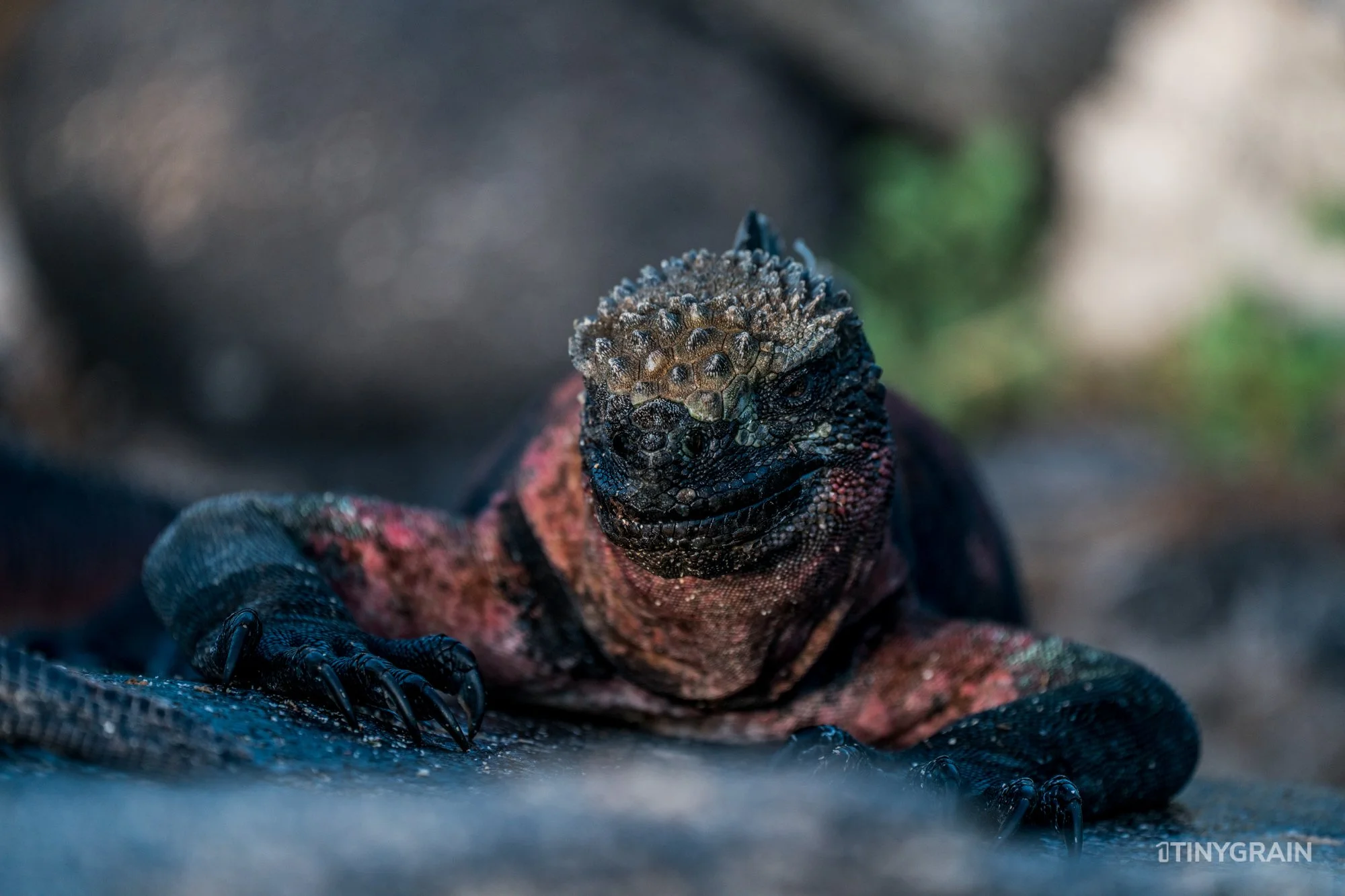 20230807-Galapagos-10-IslaEspanola-SuarezPoint-A7501165-galapagos-islands-ecuador-wildlife-marine-conservation-species-darwin.jpg