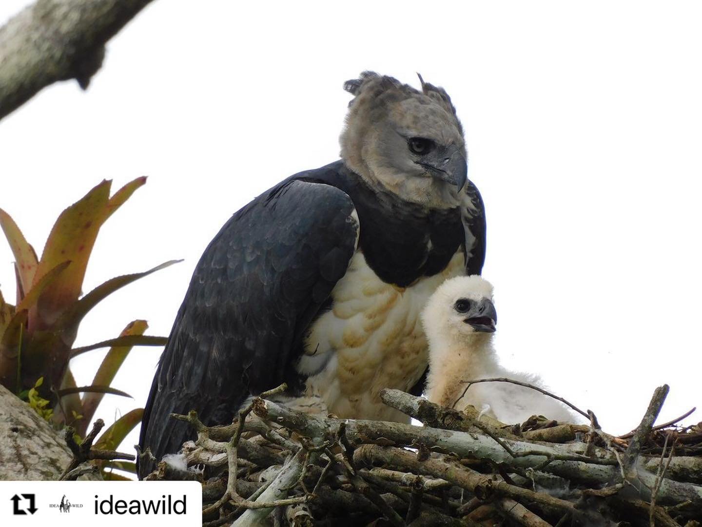 #Repost @ideawild with @use.repost
・・・
Hello Harpy Eagles!
This week&rsquo;s project highlight comes to us from Pilar Alexander Blanco Marquez doing conservation work in Venezuela: Effects of Landscape Fragmentation on the Vegetation and Population C
