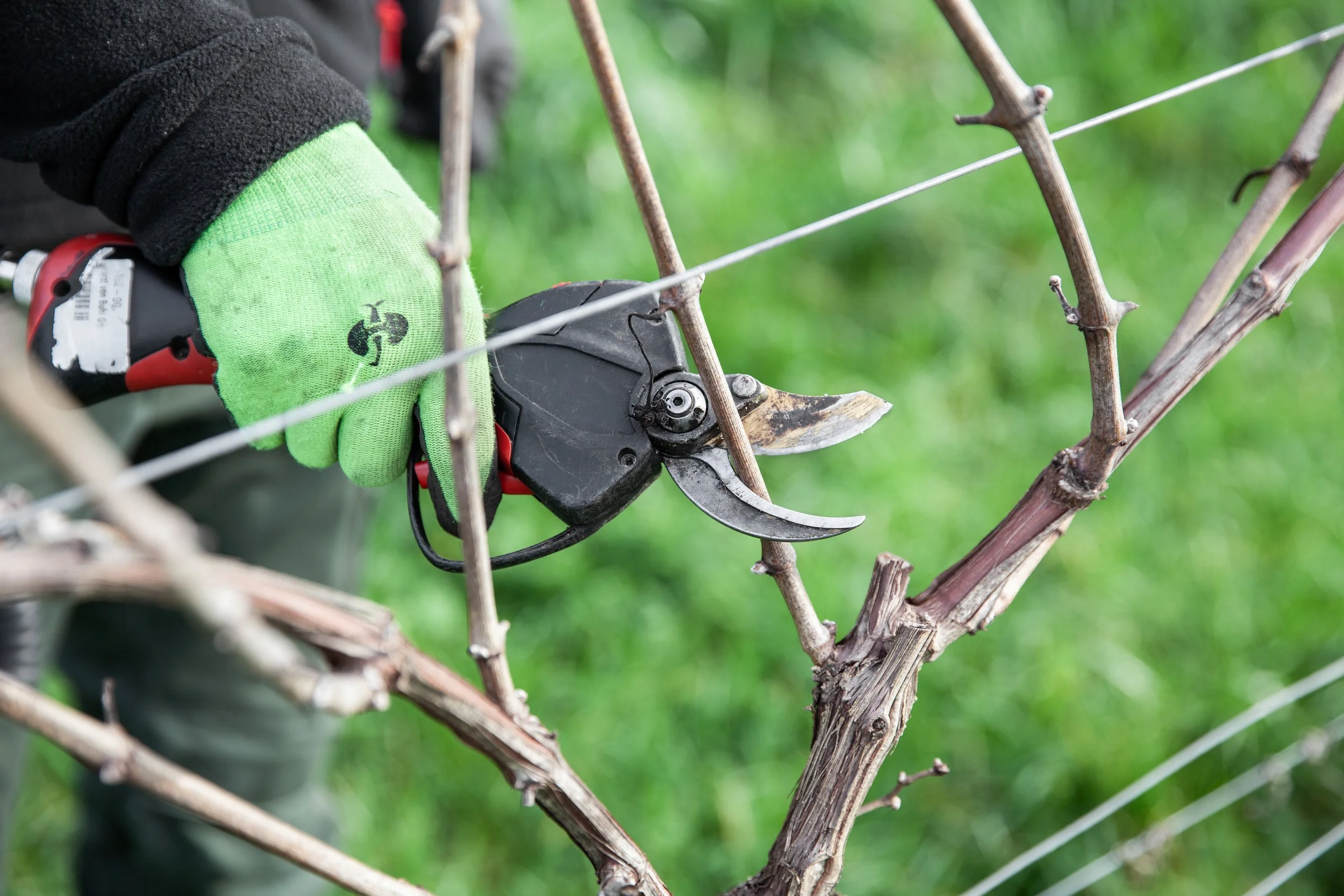 Vineyards- 2022 Ungeheuer Pruning | © Reichsrat von Buhl