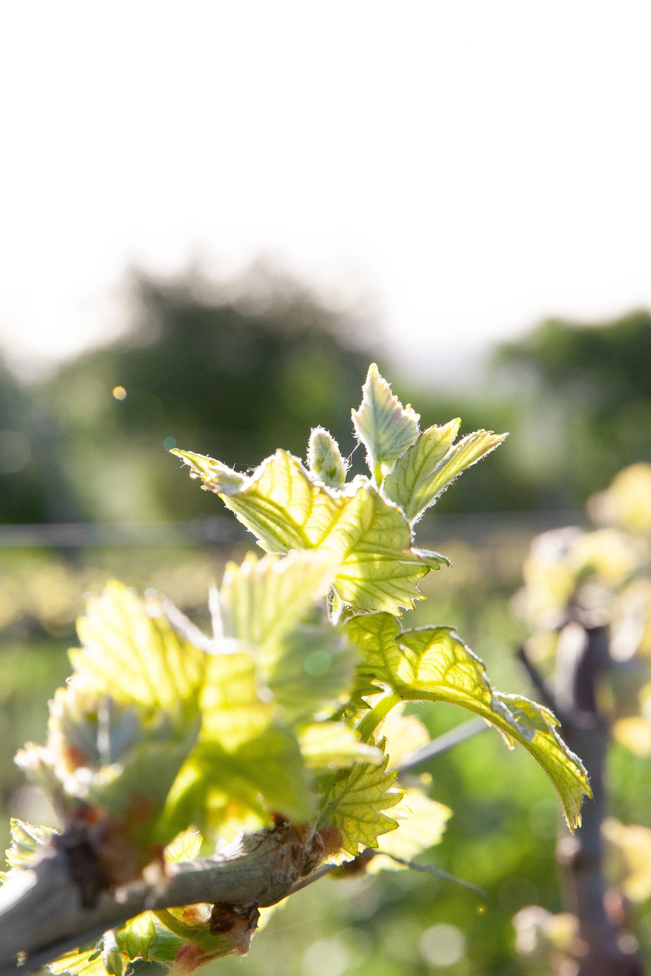 2024 Vineyard- Budding | © Reichsrat von Buhl
