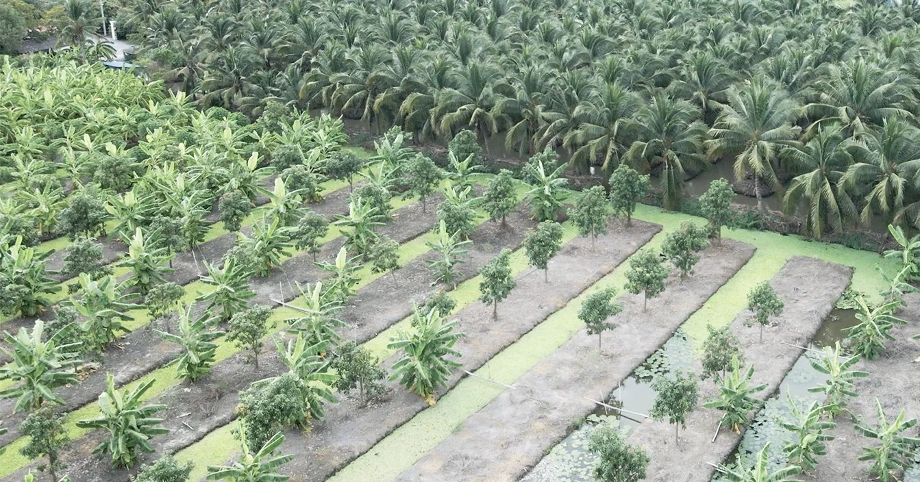Aerial view of a lush farm with rows of coconut and other tropical trees, with a grassy path dividing the cultivated areas.