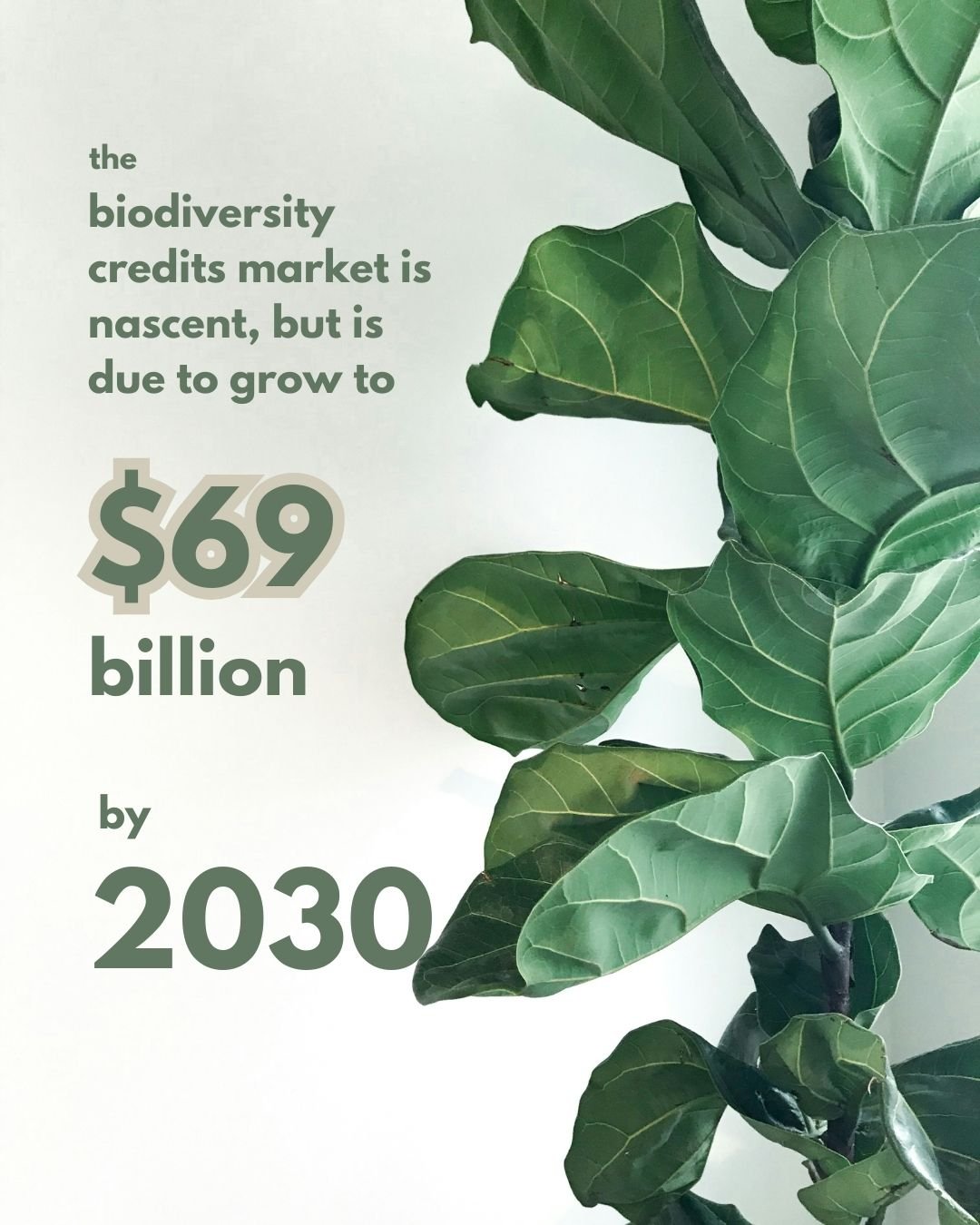 What are Biodiversity Credits 2.jpg