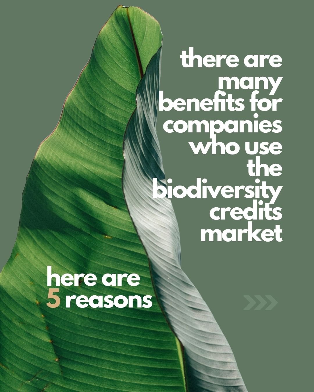 What are Biodiversity Credits 3.jpg