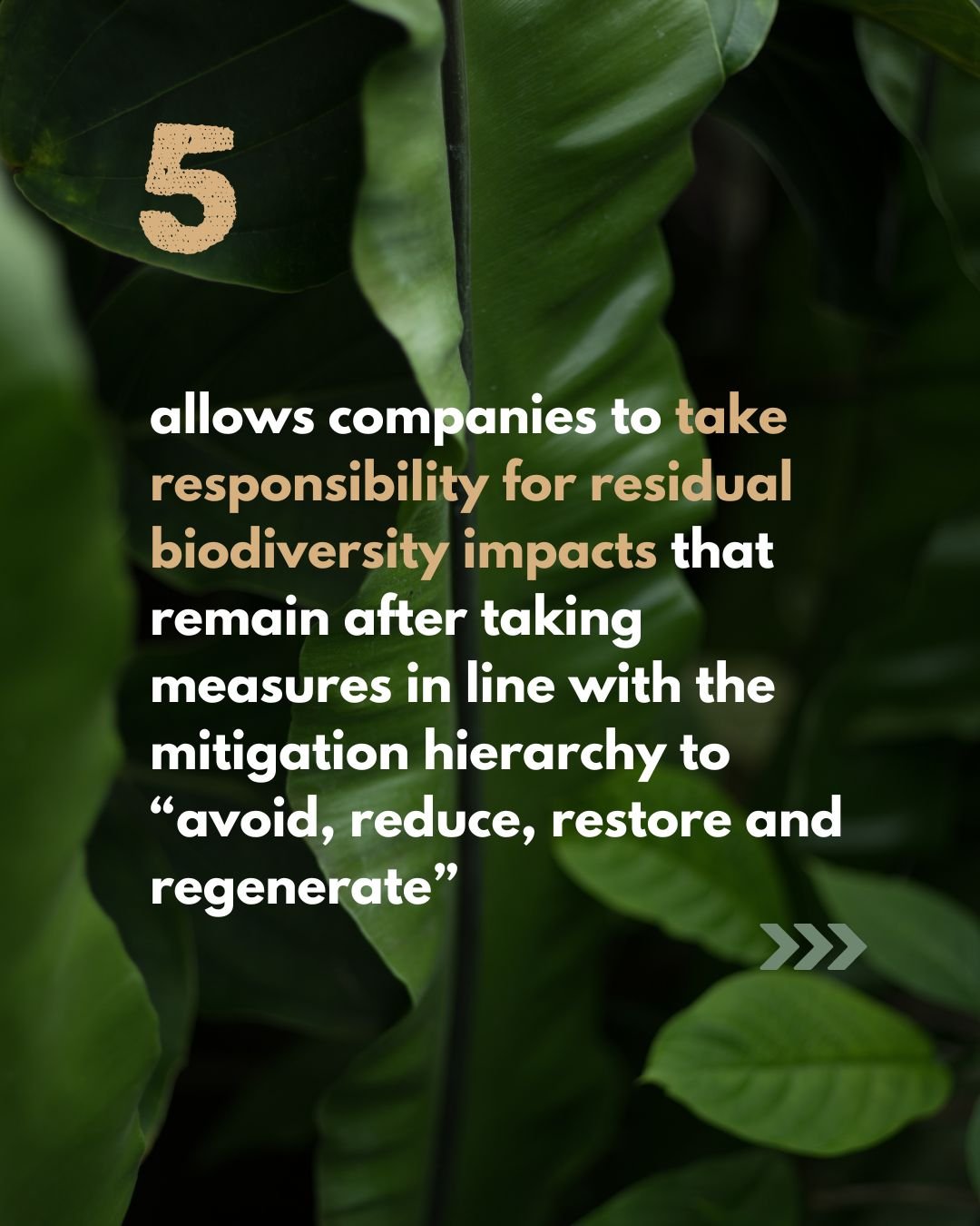 What are Biodiversity Credits 8.jpg