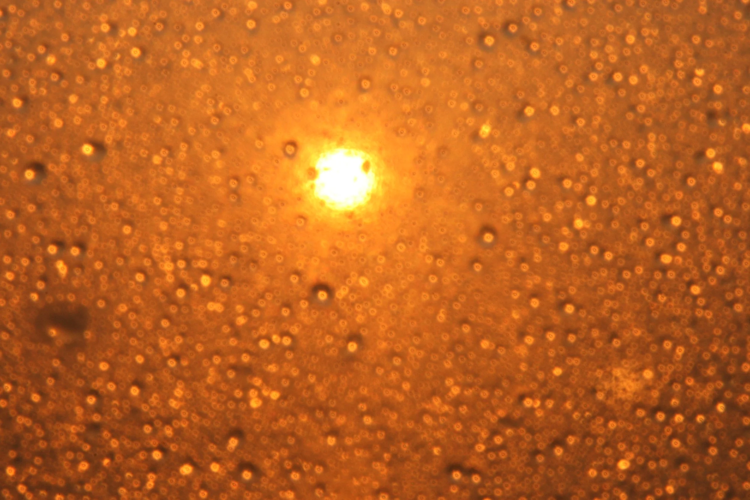 Golden Rain