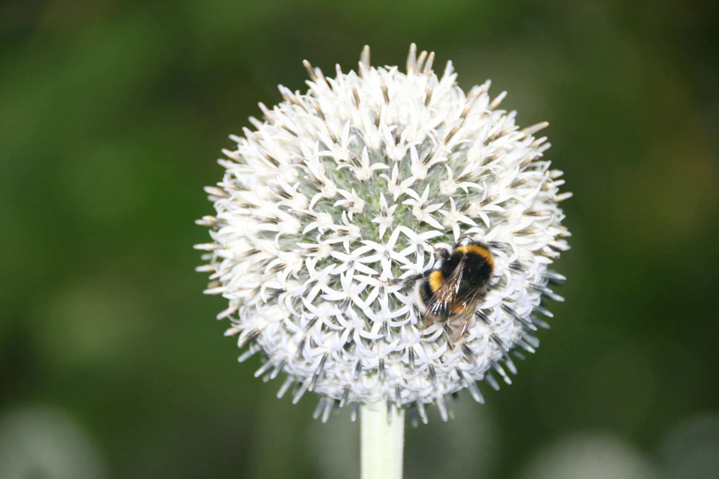 Bee with flower