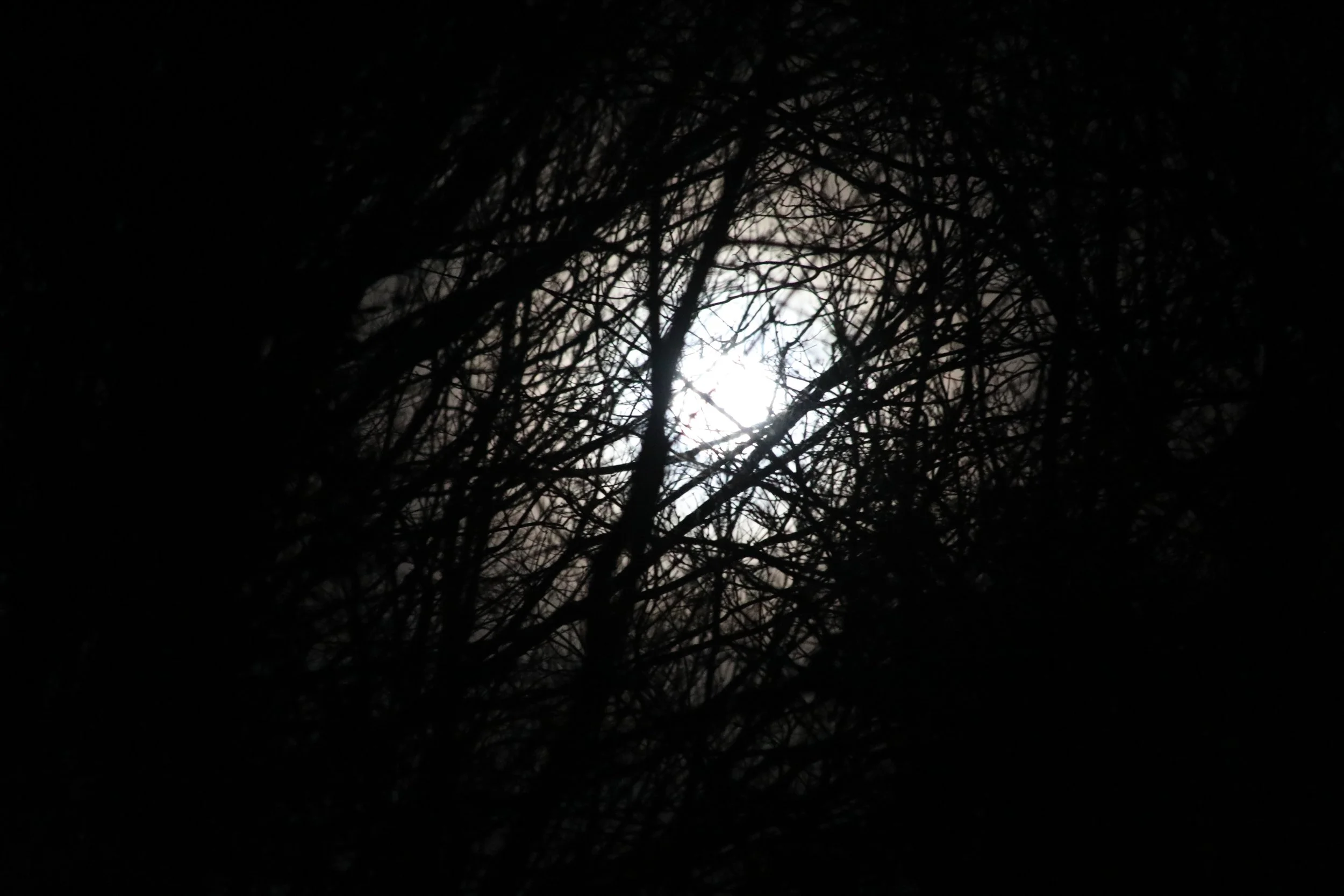 Moon through Trees