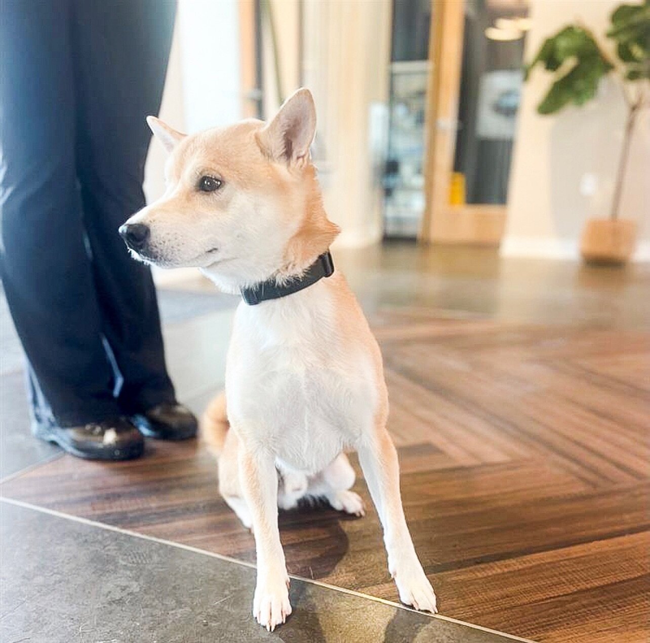 🐾 Introducing our charming Pet of the Month, Finn! 🐶💫 Finn&rsquo;s boundless energy and infectious enthusiasm make every day brighter. 🌟 Let&rsquo;s give a round of applause to our furry friend, Finn! 🎉🐾