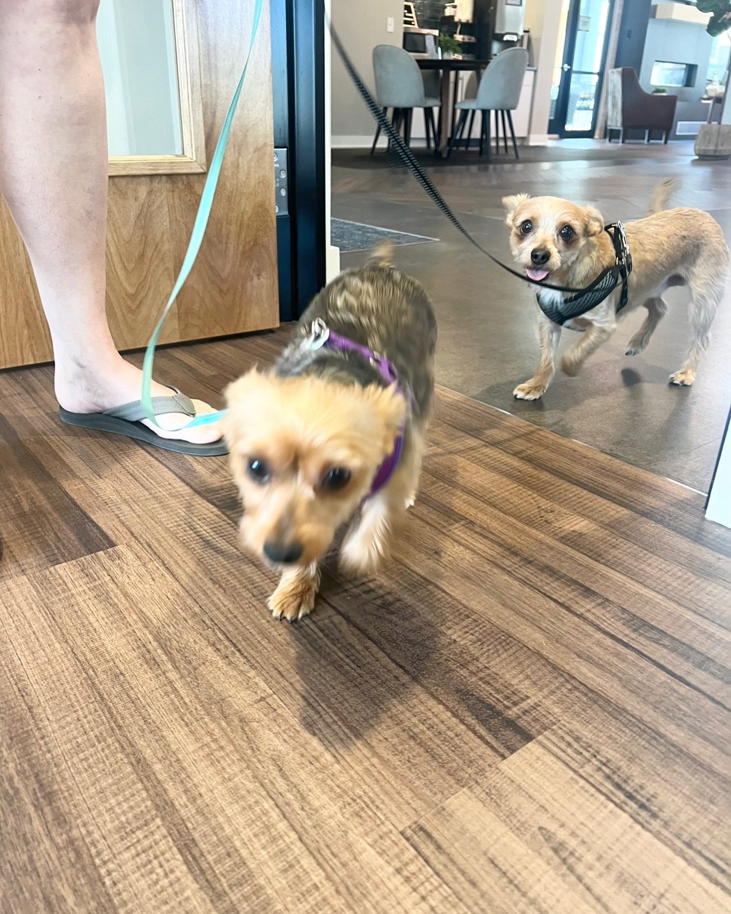 🐾 Meet our adorable Pet(s) of the Month: Mila and Finn! 🐾 These two tiny bundles of fur bring so much energy and joy into our lives every day. Whether they&rsquo;re zooming around the house or cuddled up together for a nap, their cuteness knows no 