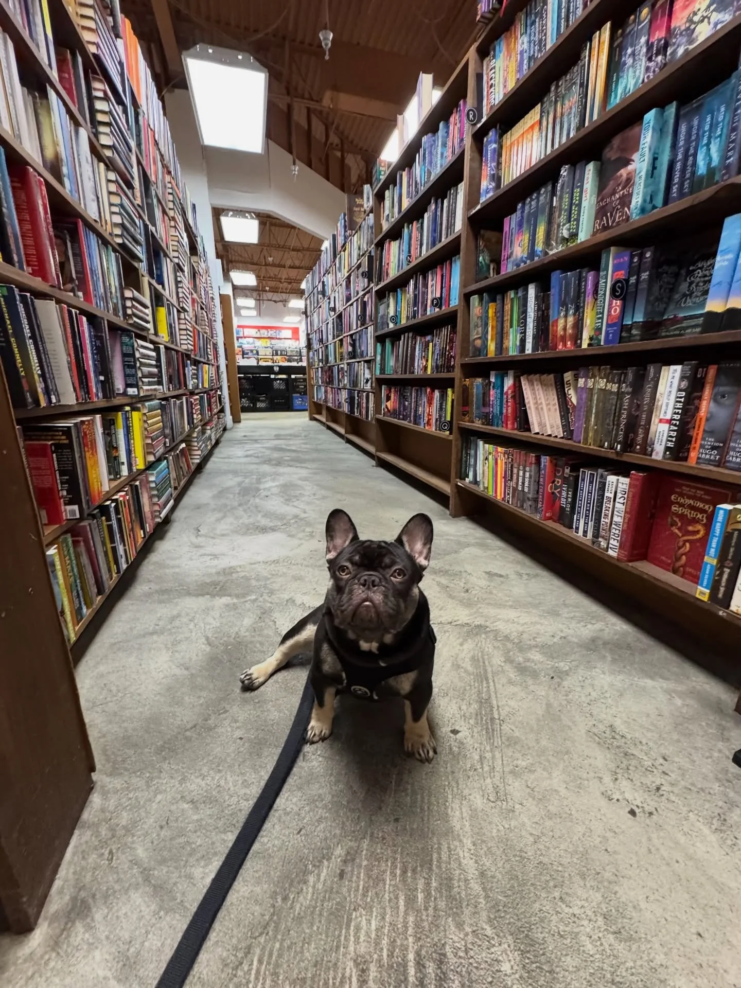 Dog friendly bookstores are the best.

📸 Frank&rsquo;s first Florida flight, January recap, etc

*Special thanks to @AtriaBooks for the gifted copy of Mood Machine.*

&ldquo;𝙰𝚗𝚍 𝚙𝚕𝚊𝚝𝚏𝚘𝚛𝚖𝚜 𝚖𝚘𝚜𝚝𝚕𝚢 𝚘𝚗𝚕𝚢 𝚘𝚏𝚏𝚎𝚛𝚎𝚍 𝚝𝚑𝚎 𝚒𝚕?