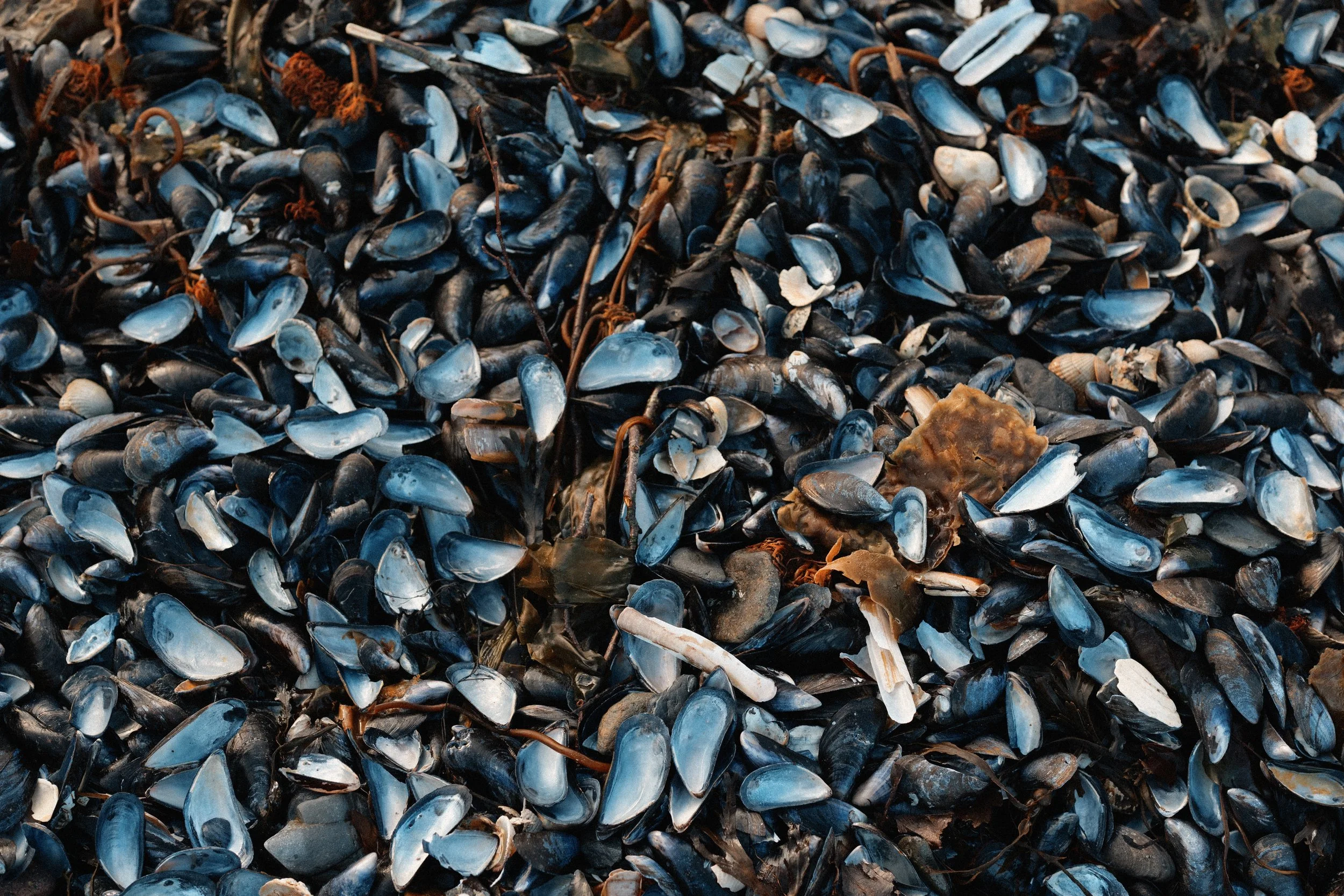 027 Blue Night.JPG