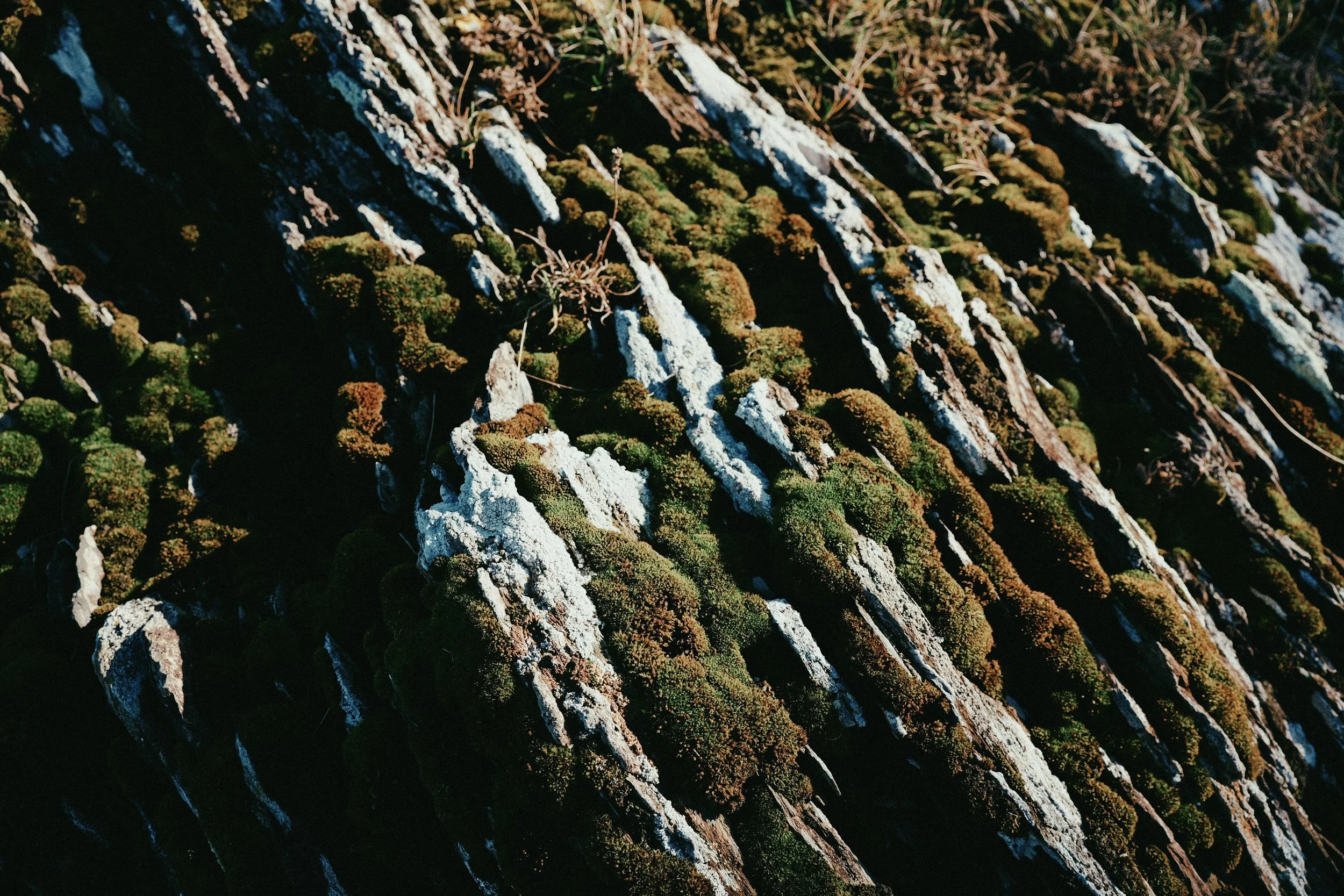 249 CineStill 50D LUMIX look51.jpg