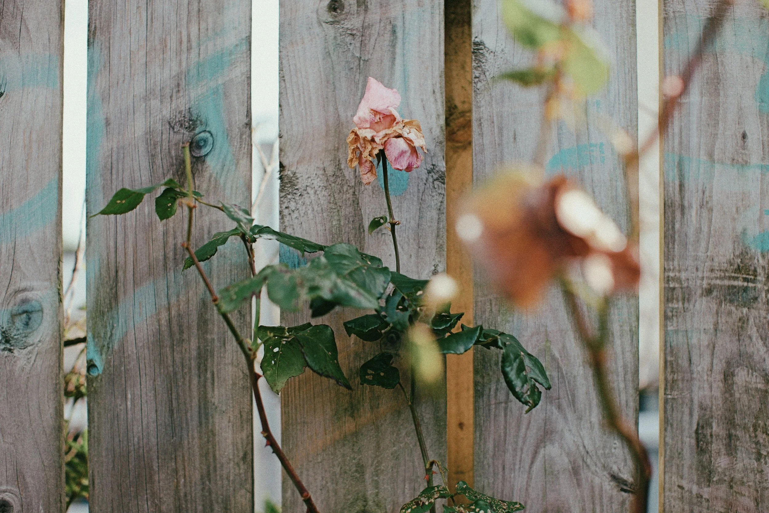 249 CineStill 50D LUMIX look1.jpg